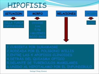 HIPOFISIS
SITUACION        MORFO                  RELACIONES   ORIGEN


SILLA TURCA    OVOIDE                                 ECTO
ESFENOIDES       1cm
                 0,6g
              >MUJERES
              ROJO GRIS


 1.CUBIERTA POR DURAMADRE
 2.RODEADA POR EL POLIGONO WILLIS
 3.ENTRE LAS 4 APOFISIS CLINOIDES
 4.DETRÁS DEL QUIASMA OPTICO
 5.DELANTE DE TUBERCULOS MAMILARES
 6.UNIDO AL HIPOTALAMO POR EL INFUNDIBULO
              Santiago Chung Alcarazo
 
