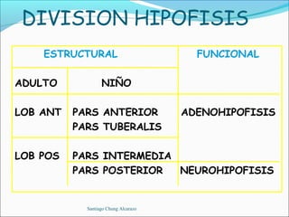 DIVISION HIPOFISIS
    ESTRUCTURAL                         FUNCIONAL

ADULTO            NIÑO

LOB ANT   PARS ANTERIOR               ADENOHIPOFISIS
          PARS TUBERALIS

LOB POS   PARS INTERMEDIA
          PARS POSTERIOR  NEUROHIPOFISIS


            Santiago Chung Alcarazo
 