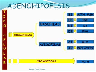 ADENOHIPOFISIS
T
                                         B1   ACTH, MSH
I
P                                        B2     TSH
                             BASOFILAS
O                                        D1      LH

                                         D2     FSH
C    CROMOFILAS
E
                                         A1     STH
L                          ACIDOFILAS
U                                        A2   PROLACTIN

L
A
                        CROMOFOBAS              ACTH
R
             Santiago Chung Alcarazo
 