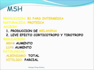 MSH
PRODUCCION: B1 PARS INTERMEDIA
NATURALEZA: PROTEICA
ACCION:
  1. PRODUCCION DE MELANINA
  2. LEVE EFECTO CORTICOTROPO Y TIROTROPO
REGULACION:
  MRH: AUMENTO
  LUV: AUMENTO
PATOLOGIAS:
  ALBINISMO: TOTAL
  VITILIGO: PARCIAL

            Santiago Chung Alcarazo
 