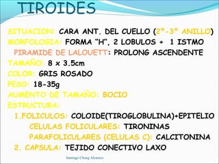 TIROIDES
SITUACION: CARA ANT. DEL CUELLO (2º-3º ANILLO)
MORFOLOGIA: FORMA “H”, 2 LOBULOS + 1 ISTMO
  PIRAMIDE DE LALOUETT: PROLONG ASCENDENTE
TAMAÑO: 8 x 3.5cm
COLOR: GRIS ROSADO
PESO: 18-35g
AUMENTO DE TAMAÑO: BOCIO
ESTRUCTURA:
  1.FOLICULOS: COLOIDE(TIROGLOBULINA)+EPITELIO
      CELULAS FOLICULARES: TIRONINAS
      PARAFOLICULARES (CELULAS C): CALCITONINA
  2. CAPSULA: TEJIDO CONECTIVO LAXO
            Santiago Chung Alcarazo
 