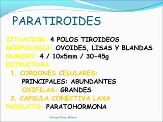 PARATIROIDES
SITUACION: 4 POLOS TIROIDEOS
MORFOLOGIA: OVOIDES, LISAS Y BLANDAS
NUMERO: 4 / 10x5mm / 30-45g
ESTRUCTURA:
 1. CORDONES CELULARES:
     PRINCIPALES: ABUNDANTES
     OXIFILAS: GRANDES
 2. CAPSULA CONECTIVA LAXA
PRODUCTO: PARATOHORMONA
          Santiago Chung Alcarazo
 