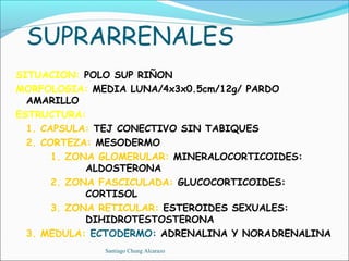 SUPRARRENALES
SITUACION: POLO SUP RIÑON
MORFOLOGIA: MEDIA LUNA/4x3x0.5cm/12g/ PARDO
  AMARILLO
ESTRUCTURA:
  1. CAPSULA: TEJ CONECTIVO SIN TABIQUES
  2. CORTEZA: MESODERMO
       1. ZONA GLOMERULAR: MINERALOCORTICOIDES:
             ALDOSTERONA
       2. ZONA FASCICULADA: GLUCOCORTICOIDES:
             CORTISOL
       3. ZONA RETICULAR: ESTEROIDES SEXUALES:
             DIHIDROTESTOSTERONA
  3. MEDULA: ECTODERMO: ADRENALINA Y NORADRENALINA
              Santiago Chung Alcarazo
 