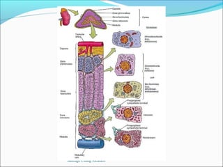 Santiago Chung Alcarazo
 