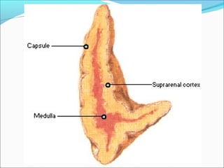 Santiago Chung Alcarazo
 