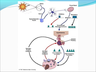 Santiago Chung Alcarazo
 