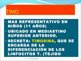 • MAS REPRESENTATIVO EN
  NIÑOS (11 AÑOS)
• UBICADO EN MEDIASTINO
  SUPERIOR ANTERIOR.
• SECRETA: TIMOSINA, QUE SE
  ENCARGA DE LA
  DIFERENCIACIÓN DE LOS
  LINFOCITOS T. (TEJIDO
  LINFOIDE)
       Santiago Chung Alcarazo
 