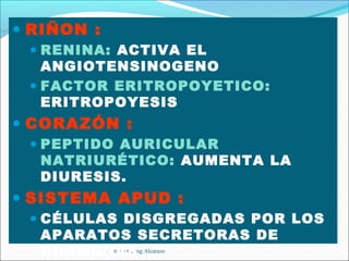 • RIÑON :
 • RENINA: ACTIVA EL
   ANGIOTENSINOGENO
 • FACTOR ERITROPOYETICO:
   ERITROPOYESIS
• CORAZÓN :
 • PEPTIDO AURICULAR
  NATRIURÉTICO: AUMENTA LA
  DIURESIS.
• SISTEMA APUD :
 • CÉLULAS DISGREGADAS POR LOS
  APARATOS SECRETORAS DE
  HORMONAS Alcarazo
        Santiago Chung
 