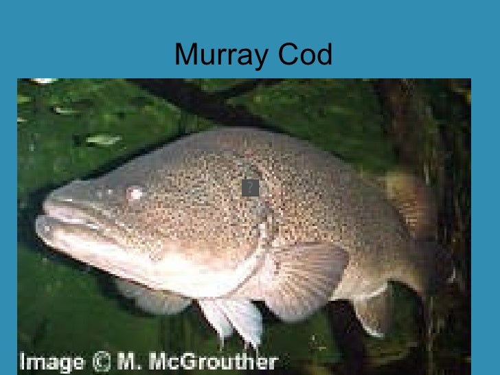 f craft fish aquatic fish Murray endemic Cod fauna Australian life