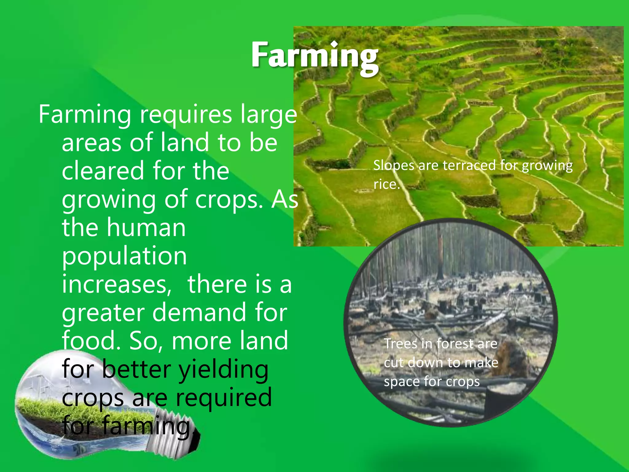 Farming requires large
areas of land to be
cleared for the
growing of crops. As
the human
population
increases, there is a
greater demand for
food. So, more land
for better yielding
crops are required
for farming.
Slopes are terraced for growing
rice.
Trees in forest are
cut down to make
space for crops
 