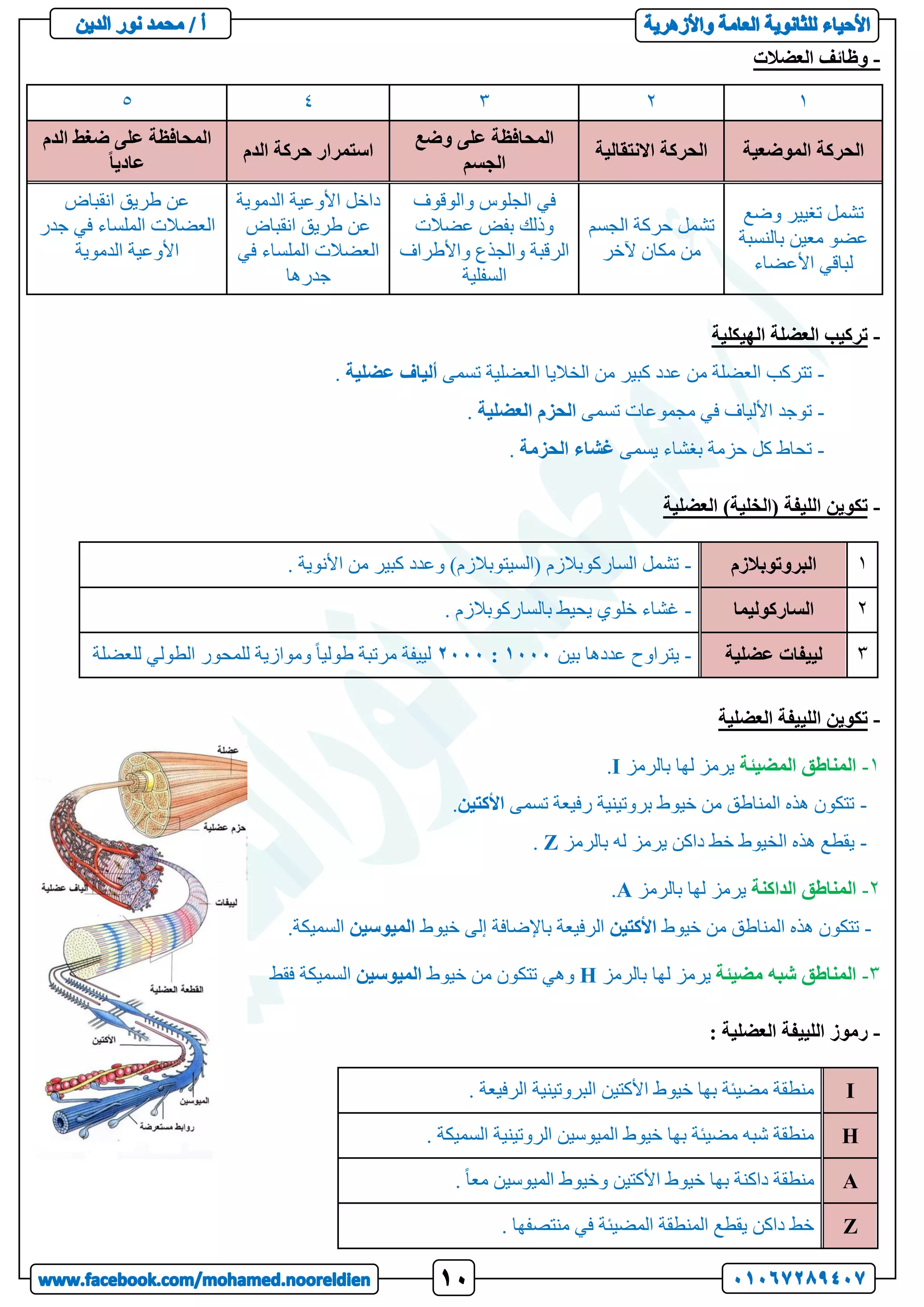 -
‫العضالت‬ ‫وظائف‬
1
2
3
4
5
‫الموضعية‬ ‫الحركة‬
‫االنتقالية‬ ‫الحركة‬
‫وضع‬ ‫على‬ ‫المحافظة‬
‫الجسم‬
‫الدم‬ ‫حركة‬ ‫استمرار‬
‫الدم‬ ‫ضغط‬ ‫على‬ ‫المحافظة‬
ً‫ا‬‫عادي‬
‫وضع‬ ‫تغيير‬ ‫تشمل‬
‫بالنسبة‬ ‫معين‬ ‫عضو‬
‫األعضاء‬ ‫لباقي‬
‫الجسم‬ ‫حركة‬ ‫تشمل‬
‫آلخر‬ ‫مكان‬ ‫من‬
‫في‬
‫والوقوف‬ ‫الجلوس‬
‫عضالت‬ ‫بفض‬ ‫وذلك‬
‫واألطراف‬ ‫والجذع‬ ‫الرقبة‬
‫السفلية‬
‫الدموية‬ ‫األوعية‬ ‫داخل‬
‫انقباض‬ ‫طريق‬ ‫عن‬
‫في‬ ‫الملساء‬ ‫العضالت‬
‫جدرها‬
‫انقباض‬ ‫طريق‬ ‫عن‬
‫جدر‬ ‫في‬ ‫الملساء‬ ‫العضالت‬
‫الدموية‬ ‫األوعية‬
-
‫الهيكلية‬ ‫العضلة‬ ‫تركيب‬
-
‫تسمى‬ ‫العضلية‬ ‫الخاليا‬ ‫من‬ ‫كبير‬ ‫عدد‬ ‫من‬ ‫العضلة‬ ‫تتركب‬
‫ألياف‬
‫عضلية‬
.
-
‫تسمى‬ ‫مجموعات‬ ‫في‬ ‫األلياف‬ ‫توجد‬
‫الحزم‬
‫العضلية‬
.
-
‫بغشاء‬ ‫حزمة‬ ‫كل‬ ‫تحاط‬
‫يسمى‬
‫غشاء‬
‫الحزمة‬
.
-
‫العضلية‬ )‫(الخلية‬ ‫الليفة‬ ‫تكوين‬
1
‫البروتوبالزم‬
-
. ‫األنوية‬ ‫من‬ ‫كبير‬ ‫وعدد‬ )‫(السيتوبالزم‬ ‫الساركوبالزم‬ ‫تشمل‬
2
‫الساركولي‬
‫ما‬
-
. ‫بالساركوبالزم‬ ‫يحيط‬ ‫خلوي‬ ‫غشاء‬
3
‫عضلية‬ ‫لييفات‬
-
‫بين‬ ‫عددها‬ ‫يتراوح‬
1000
:
2000
‫للعضلة‬ ‫الطولي‬ ‫للمحور‬ ‫وموازية‬ ً‫ا‬‫طولي‬ ‫مرتبة‬ ‫لييفة‬
-
‫العضلية‬ ‫اللييفة‬ ‫تكوين‬
1
-
‫المضيئة‬ ‫المناطق‬
‫بالرمز‬ ‫لها‬ ‫يرمز‬
I
.
-
‫تسمى‬ ‫رفيعة‬ ‫بروتينية‬ ‫خيوط‬ ‫من‬ ‫المناطق‬ ‫هذه‬ ‫تتكون‬
‫األكتين‬
.
-
‫بالرمز‬ ‫له‬ ‫يرمز‬ ‫داكن‬ ‫خط‬ ‫الخيوط‬ ‫هذه‬ ‫يقطع‬
Z
.
2
-
‫الداكنة‬ ‫المناطق‬
‫بالرمز‬ ‫لها‬ ‫يرمز‬
A
.
-
‫هذه‬ ‫تتكون‬
‫خيوط‬ ‫من‬ ‫المناطق‬
‫األكتين‬
‫خيوط‬ ‫إلى‬ ‫باإلضافة‬ ‫الرفيعة‬
‫الميوسين‬
‫السم‬
.‫يكة‬
3
-
‫شبه‬ ‫المناطق‬
‫مضيئة‬
‫بالرمز‬ ‫لها‬ ‫يرمز‬
H
‫خيوط‬ ‫من‬ ‫تتكون‬ ‫وهي‬
‫الميوسين‬
‫فقط‬ ‫السميكة‬
-
: ‫العضلية‬ ‫اللييفة‬ ‫رموز‬
I
. ‫الرفيعة‬ ‫البروتينية‬ ‫األكتين‬ ‫خيوط‬ ‫بها‬ ‫مضيئة‬ ‫منطقة‬
H
. ‫السميكة‬ ‫الروتينية‬ ‫الميوسين‬ ‫خيوط‬ ‫بها‬ ‫مضيئة‬ ‫شبه‬ ‫منطقة‬
A
. ً‫ا‬‫مع‬ ‫الميوسين‬ ‫وخيوط‬ ‫األكتين‬ ‫خيوط‬ ‫بها‬ ‫داكنة‬ ‫منطقة‬
Z
. ‫منتصفها‬ ‫في‬ ‫المضيئة‬ ‫المنطقة‬ ‫يقطع‬ ‫داكن‬ ‫خط‬
 