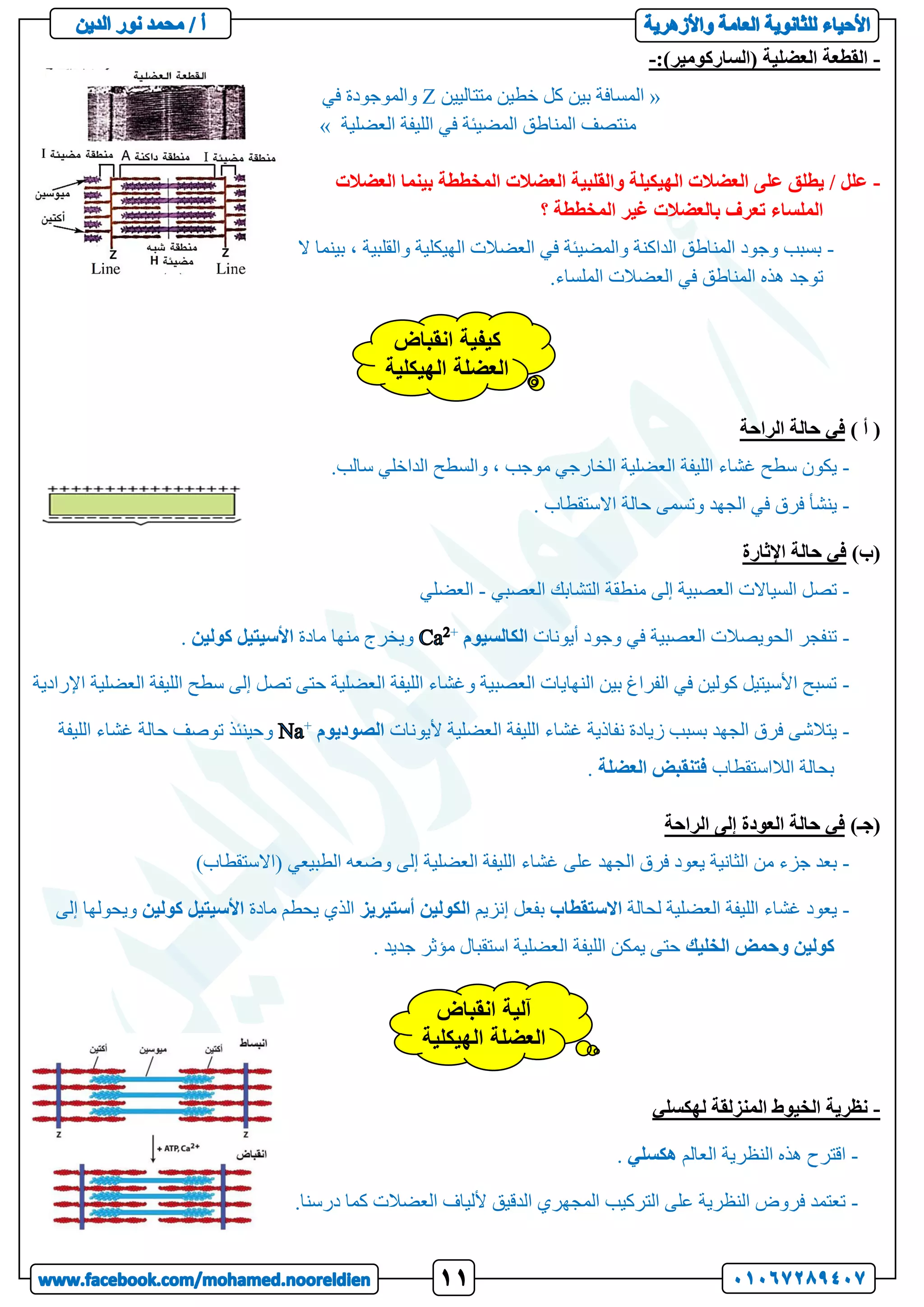 -
:)‫(الساركومير‬ ‫العضلية‬ ‫القطعة‬
-
«
‫متتاليين‬ ‫خطين‬ ‫كل‬ ‫بين‬ ‫المسافة‬
Z
‫في‬ ‫والموجودة‬
‫العضلية‬ ‫الليفة‬ ‫في‬ ‫المضيئة‬ ‫المناطق‬ ‫منتصف‬
»
-
‫العضالت‬ ‫بينما‬ ‫المخططة‬ ‫العضالت‬ ‫والقلبية‬ ‫الهيكيلة‬ ‫العضالت‬ ‫على‬ ‫يطلق‬ / ‫علل‬
‫؟‬ ‫المخططة‬ ‫غير‬ ‫بالعضالت‬ ‫تعرف‬ ‫الملساء‬
-
‫ال‬ ‫بينما‬ ، ‫والقلبية‬ ‫الهيكلية‬ ‫العضالت‬ ‫في‬ ‫والمضيئة‬ ‫الداكنة‬ ‫المناطق‬ ‫وجود‬ ‫بسبب‬
‫المن‬ ‫هذه‬ ‫توجد‬
.‫الملساء‬ ‫العضالت‬ ‫في‬ ‫اطق‬
) ‫أ‬ (
‫الراحة‬ ‫حالة‬ ‫في‬
-
.‫سالب‬ ‫الداخلي‬ ‫والسطح‬ ، ‫موجب‬ ‫الخارجي‬ ‫العضلية‬ ‫الليفة‬ ‫غشاء‬ ‫سطح‬ ‫يكون‬
-
. ‫االستقطاب‬ ‫حالة‬ ‫وتسمى‬ ‫الجهد‬ ‫في‬ ‫فرق‬ ‫ينشأ‬
)‫(ب‬
‫اإلثارة‬ ‫حالة‬ ‫في‬
-
‫التشابك‬ ‫منطقة‬ ‫إلى‬ ‫العصبية‬ ‫السياالت‬ ‫تصل‬
‫العصبي‬
-
‫العضلي‬
-
‫أيونات‬ ‫وجود‬ ‫في‬ ‫العصبية‬ ‫الحويصالت‬ ‫تنفجر‬
‫الكالسيوم‬
+
‫مادة‬ ‫منها‬ ‫ويخرج‬
‫األسيتيل‬
‫كولين‬
.
-
‫اإلرادية‬ ‫العضلية‬ ‫الليفة‬ ‫سطح‬ ‫إلى‬ ‫تصل‬ ‫حتى‬ ‫العضلية‬ ‫الليفة‬ ‫وغشاء‬ ‫العصبية‬ ‫النهايات‬ ‫بين‬ ‫الفراغ‬ ‫في‬ ‫كولين‬ ‫األسيتيل‬ ‫تسبح‬
-
‫أليونات‬ ‫العضلية‬ ‫الليفة‬ ‫غشاء‬ ‫نفاذية‬ ‫زيادة‬ ‫بسبب‬ ‫الجهد‬ ‫فرق‬ ‫يتالشى‬
‫الصوديوم‬
+
‫الليفة‬ ‫غشاء‬ ‫حالة‬ ‫توصف‬ ‫وحينئذ‬
‫الالاستقطاب‬ ‫بحالة‬
‫فتنقبض‬
‫العضلة‬
.
)‫(جـ‬
‫الراحة‬ ‫إلى‬ ‫العودة‬ ‫حالة‬ ‫في‬
-
‫غشاء‬ ‫على‬ ‫الجهد‬ ‫فرق‬ ‫يعود‬ ‫الثانية‬ ‫من‬ ‫جزء‬ ‫بعد‬
)‫(االستقطاب‬ ‫الطبيعي‬ ‫وضعه‬ ‫إلى‬ ‫العضلية‬ ‫الليفة‬
-
‫لحالة‬ ‫العضلية‬ ‫الليفة‬ ‫غشاء‬ ‫يعود‬
‫االستقطاب‬
‫إنزيم‬ ‫بفعل‬
‫الكولين‬
‫أستيريز‬
‫مادة‬ ‫يحطم‬ ‫الذي‬
‫األسيتيل‬
‫كولين‬
‫و‬
‫إلى‬ ‫يحولها‬
‫كولين‬
‫وحمض‬
‫الخليك‬
. ‫جديد‬ ‫مؤثر‬ ‫استقبال‬ ‫العضلية‬ ‫الليفة‬ ‫يمكن‬ ‫حتى‬
-
‫لهكسلي‬ ‫المنزلقة‬ ‫الخيوط‬ ‫نظرية‬
-
‫العالم‬ ‫النظرية‬ ‫هذه‬ ‫اقترح‬
‫هكسلي‬
.
-
.‫درسنا‬ ‫كما‬ ‫العضالت‬ ‫أللياف‬ ‫الدقيق‬ ‫المجهري‬ ‫التركيب‬ ‫على‬ ‫النظرية‬ ‫فروض‬ ‫تعتمد‬
‫انقباض‬ ‫كيفية‬
‫الهيكلية‬ ‫العضلة‬
‫انقباض‬ ‫آلية‬
‫الهيكلية‬ ‫العضلة‬
 