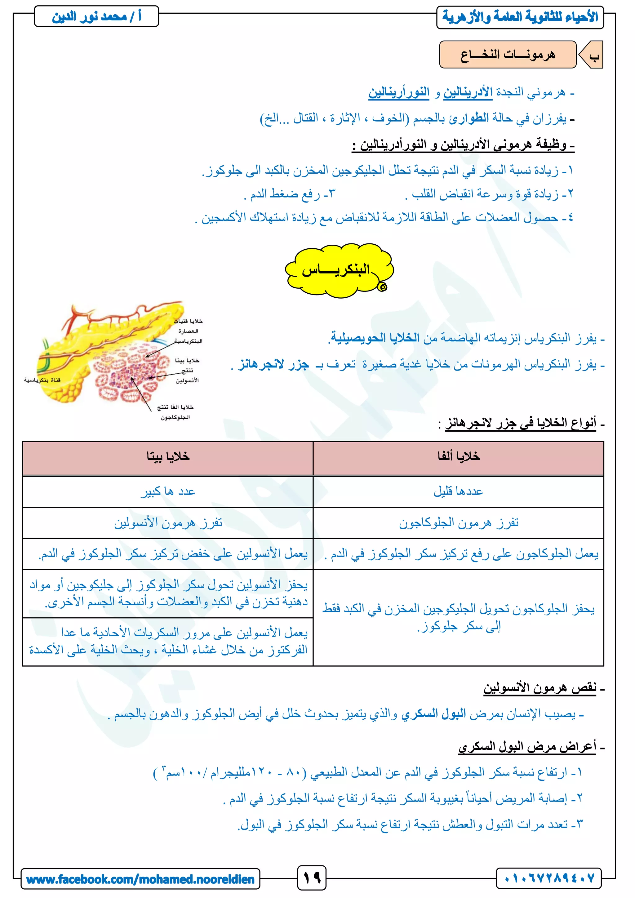 -
‫النجدة‬ ‫هرموني‬
‫األدرينالين‬
‫و‬
‫النورأرينالين‬
‫حالة‬ ‫في‬ ‫يفرزان‬
‫الطوارئ‬
)‫الخ‬... ‫القتال‬ ، ‫اإلثارة‬ ، ‫(الخوف‬ ‫بالجسم‬
-
: ‫النورأدرينالين‬ ‫و‬ ‫األدرينالين‬ ‫هرموني‬ ‫وظيفة‬
1
-
‫المخزن‬ ‫الجليكوجين‬ ‫تحلل‬ ‫نتيجة‬ ‫الدم‬ ‫في‬ ‫السكر‬ ‫نسبة‬ ‫زيادة‬
.‫جلوكوز‬ ‫الى‬ ‫بالكبد‬
2
-
. ‫القلب‬ ‫انقباض‬ ‫وسرعة‬ ‫قوة‬ ‫زيادة‬
3
-
. ‫الدم‬ ‫ضغط‬ ‫رفع‬
4
-
. ‫األكسجين‬ ‫استهالك‬ ‫زيادة‬ ‫مع‬ ‫لالنقباض‬ ‫الالزمة‬ ‫الطاقة‬ ‫على‬ ‫العضالت‬ ‫حصول‬
-
‫من‬ ‫الهاضمة‬ ‫إنزيماته‬ ‫البنكرياس‬ ‫يفرز‬
‫الحويصيلية‬ ‫الخاليا‬
.
-
‫بـ‬ ‫تعرف‬ ‫صغيرة‬ ‫غدية‬ ‫خاليا‬ ‫من‬ ‫الهرمونات‬ ‫البنكرياس‬ ‫يفرز‬
‫جزر‬
‫النجرهانز‬
.
-
‫النجرهانز‬ ‫جزر‬ ‫في‬ ‫الخاليا‬ ‫أنواع‬
:
‫ألفا‬ ‫خاليا‬
‫بيتا‬ ‫خاليا‬
‫قليل‬ ‫عددها‬
‫كبير‬ ‫ها‬ ‫عدد‬
‫هرمون‬ ‫تفرز‬
‫الجلوكاجون‬
‫األنسولين‬ ‫هرمون‬ ‫تفرز‬
. ‫الدم‬ ‫في‬ ‫الجلوكوز‬ ‫سكر‬ ‫تركيز‬ ‫رفع‬ ‫على‬ ‫الجلوكاجون‬ ‫يعمل‬
.‫الدم‬ ‫في‬ ‫الجلوكوز‬ ‫سكر‬ ‫تركيز‬ ‫خفض‬ ‫على‬ ‫األنسولين‬ ‫يعمل‬
‫فقط‬ ‫الكبد‬ ‫في‬ ‫المخزن‬ ‫الجليكوجين‬ ‫تحويل‬ ‫الجلوكاجون‬ ‫يحفز‬
.‫جلوكوز‬ ‫سكر‬ ‫إلى‬
‫أو‬ ‫جليكوجين‬ ‫إلى‬ ‫الجلوكوز‬ ‫سكر‬ ‫تحول‬ ‫األنسولين‬ ‫يحفز‬
‫م‬
‫واد‬
.‫األخرى‬ ‫الجسم‬ ‫وأنسجة‬ ‫والعضالت‬ ‫الكبد‬ ‫في‬ ‫تخزن‬ ‫دهنية‬
‫عدا‬ ‫ما‬ ‫األحادية‬ ‫السكريات‬ ‫مرور‬ ‫على‬ ‫األنسولين‬ ‫يعمل‬
‫األكسدة‬ ‫على‬ ‫الخلية‬ ‫ويحث‬ ، ‫الخلية‬ ‫غشاء‬ ‫خالل‬ ‫من‬ ‫الفركتوز‬
-
‫األنسولين‬ ‫هرمون‬ ‫نقص‬
-
‫بمرض‬ ‫اإلنسان‬ ‫يصيب‬
‫السكري‬ ‫البول‬
. ‫بالجسم‬ ‫والدهون‬ ‫الجلوكوز‬ ‫أيض‬ ‫في‬ ‫خلل‬ ‫بحدوث‬ ‫يتميز‬ ‫والذي‬
-
‫السكري‬ ‫البول‬ ‫مرض‬ ‫أعراض‬
1
-
( ‫الطبيعي‬ ‫المعدل‬ ‫عن‬ ‫الدم‬ ‫في‬ ‫الجلوكوز‬ ‫سكر‬ ‫نسبة‬ ‫ارتفاع‬
01
-
121
/ ‫ملليجرام‬
111
‫سم‬
3
)
2
-
. ‫الدم‬ ‫في‬ ‫الجلوكوز‬ ‫نسبة‬ ‫ارتفاع‬ ‫نتيجة‬ ‫السكر‬ ‫بغيبوبة‬ ً‫ا‬‫أحيان‬ ‫المريض‬ ‫إصابة‬
3
-
‫مرات‬ ‫تعدد‬
.‫البول‬ ‫في‬ ‫الجلوكوز‬ ‫سكر‬ ‫نسبة‬ ‫ارتفاع‬ ‫نتيجة‬ ‫والعطش‬ ‫التبول‬
‫هرمونـــات‬
‫النخـــاع‬ ‫ب‬
‫البنكريــــاس‬
 