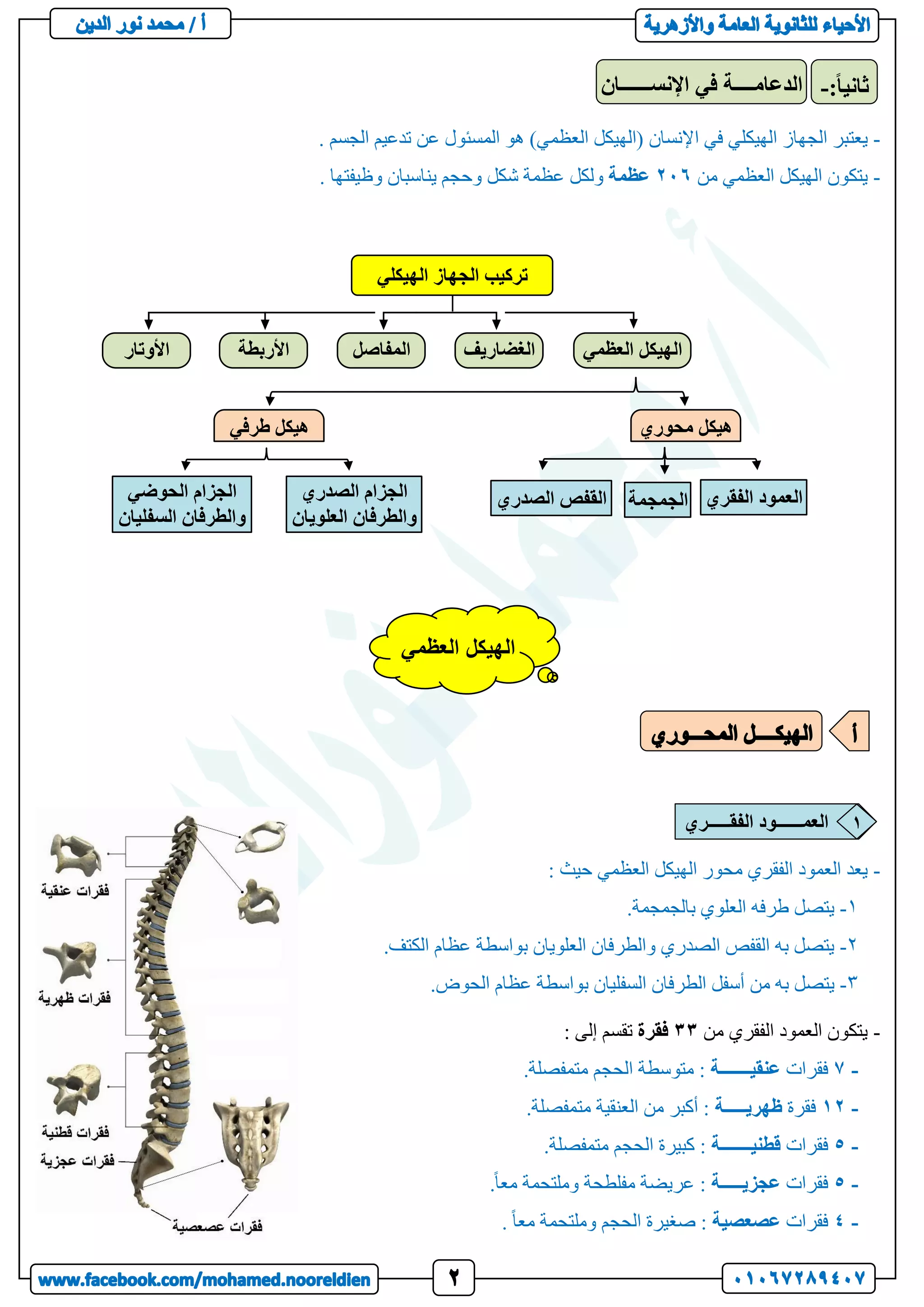 -
‫ا‬ ‫في‬ ‫الهيكلي‬ ‫الجهاز‬ ‫يعتبر‬
. ‫الجسم‬ ‫تدعيم‬ ‫عن‬ ‫المسئول‬ ‫هو‬ )‫العظمي‬ ‫(الهيكل‬ ‫إلنسان‬
-
‫من‬ ‫العظمي‬ ‫الهيكل‬ ‫يتكون‬
206
‫عظمة‬
. ‫وظيفتها‬ ‫يناسبان‬ ‫وحجم‬ ‫شكل‬ ‫عظمة‬ ‫ولكل‬
-
: ‫حيث‬ ‫العظمي‬ ‫الهيكل‬ ‫محور‬ ‫الفقري‬ ‫العمود‬ ‫يعد‬
1
-
.‫بالجمجمة‬ ‫العلوي‬ ‫طرفه‬ ‫يتصل‬
2
-
.‫الكتف‬ ‫عظام‬ ‫بواسطة‬ ‫العلويان‬ ‫والطرفان‬ ‫الصدري‬ ‫القفص‬ ‫به‬ ‫يتصل‬
3
-
‫من‬ ‫به‬ ‫يتصل‬
.‫الحوض‬ ‫عظام‬ ‫بواسطة‬ ‫السفليان‬ ‫الطرفان‬ ‫أسفل‬
-
‫من‬ ‫الفقري‬ ‫العمود‬ ‫يتكون‬
33
‫فقرة‬
: ‫إلى‬ ‫تقسم‬
-
7
‫فقرات‬
‫عنقيـــــــة‬
.‫متمفصلة‬ ‫الحجم‬ ‫متوسطة‬ :
-
12
‫فقرة‬
‫ظهريـــــة‬
.‫متمفصلة‬ ‫العنقية‬ ‫من‬ ‫أكبر‬ :
-
5
‫فقرات‬
‫قطنيـــــــة‬
.‫متمفصلة‬ ‫الحجم‬ ‫كبيرة‬ :
-
5
‫فقرات‬
‫عجزيـــــة‬
.ً‫ا‬‫مع‬ ‫وملتحمة‬ ‫مفلطحة‬ ‫عريضة‬ :
-
4
‫فقرات‬
‫عصعصية‬
. ً‫ا‬‫مع‬ ‫وملتحمة‬ ‫الحجم‬ ‫صغيرة‬ :
‫الهيكلي‬ ‫الجهاز‬ ‫تركيب‬
‫العظمي‬ ‫الهيكل‬
‫الغضاريف‬
‫المفاصل‬
‫األربطة‬
‫األوتار‬
‫محوري‬ ‫هيكل‬
‫طرفي‬ ‫هيكل‬
‫الفقري‬ ‫العمود‬
‫الجمجمة‬
‫الصدري‬ ‫القفص‬
‫الصدري‬ ‫الجزام‬
‫العلويان‬ ‫والطرفان‬
‫الحوضي‬ ‫الجزام‬
‫السفليان‬ ‫والطرفان‬
‫اإلنســــــان‬ ‫في‬ ‫الدعامــــة‬ :ً‫ا‬‫ثاني‬
-
‫العظمي‬ ‫الهيكل‬
‫الفقـــــري‬ ‫العمــــــود‬ 1
 
