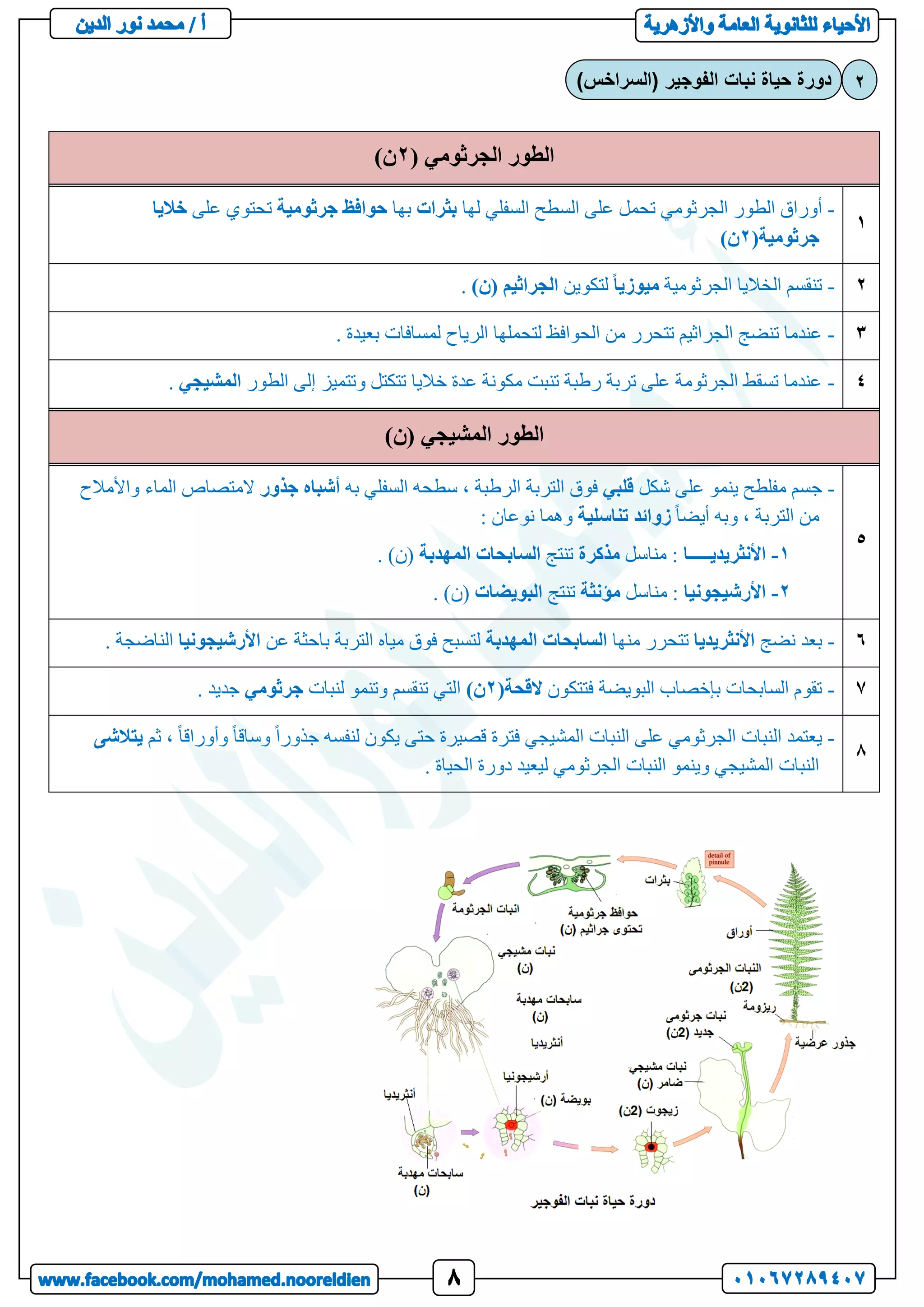 ( ‫الجرثومي‬ ‫الطور‬
2
)‫ن‬
1
-
‫عل‬ ‫تحمل‬ ‫الجرثومي‬ ‫الطور‬ ‫أوراق‬
‫لها‬ ‫السفلي‬ ‫السطح‬ ‫ى‬
‫بثرات‬
‫بها‬
‫حوافظ‬
‫جرثومية‬
‫على‬ ‫تحتوي‬
‫خاليا‬
(‫جرثومية‬
2
)‫ن‬
2
-
‫الجرثومية‬ ‫الخاليا‬ ‫تنقسم‬
ً‫ا‬‫ميوزي‬
‫لتكوين‬
)‫(ن‬ ‫الجراثيم‬
.
3
-
. ‫بعيدة‬ ‫لمسافات‬ ‫الرياح‬ ‫لتحملها‬ ‫الحوافظ‬ ‫من‬ ‫تتحرر‬ ‫الجراثيم‬ ‫تنضج‬ ‫عندما‬
4
-
‫الطور‬ ‫إلى‬ ‫وتتميز‬ ‫تتكتل‬ ‫خاليا‬ ‫عدة‬ ‫مكونة‬ ‫تنبت‬ ‫رطبة‬ ‫تربة‬ ‫على‬ ‫الجرثومة‬ ‫تسقط‬ ‫عندما‬
‫المشيجي‬
.
)‫(ن‬ ‫المشيجي‬ ‫الطور‬
5
-
‫شكل‬ ‫على‬ ‫ينمو‬ ‫مفلطح‬ ‫جسم‬
‫قلبي‬
‫به‬ ‫السفلي‬ ‫سطحه‬ ، ‫الرطبة‬ ‫التربة‬ ‫فوق‬
‫أشباه‬
‫جذور‬
‫واألمالح‬ ‫الماء‬ ‫المتصاص‬
ً‫ا‬‫أيض‬ ‫وبه‬ ، ‫التربة‬ ‫من‬
‫زوائد‬
‫تناسلية‬
: ‫نوعان‬ ‫وهما‬
1
-
‫األنثريديـــــا‬
‫مناسل‬ :
‫مذكرة‬
‫تنتج‬
‫السابحات‬
‫المهدبة‬
. )‫(ن‬
2
-
‫األرشيجونيا‬
‫مناسل‬ :
‫مؤنثة‬
‫تنتج‬
‫البويضات‬
. )‫(ن‬
6
-
‫نضج‬ ‫بعد‬
‫األنثريديا‬
‫منها‬ ‫تتحرر‬
‫السابحات‬
‫المهدبة‬
‫عن‬ ‫باحثة‬ ‫التربة‬ ‫مياه‬ ‫فوق‬ ‫لتسبح‬
‫األرشيجونيا‬
‫الن‬
. ‫اضجة‬
7
-
‫فتتكون‬ ‫البويضة‬ ‫بإخصاب‬ ‫السابحات‬ ‫تقوم‬
(‫القحة‬
2
)‫ن‬
‫لنبات‬ ‫وتنمو‬ ‫تنقسم‬ ‫التي‬
‫جرثومي‬
. ‫جديد‬
8
-
‫ثم‬ ، ً‫ا‬‫وأوراق‬ ً‫ا‬‫وساق‬ ً‫ا‬‫جذور‬ ‫لنفسه‬ ‫يكون‬ ‫حتى‬ ‫قصيرة‬ ‫فترة‬ ‫المشيجي‬ ‫النبات‬ ‫على‬ ‫الجرثومي‬ ‫النبات‬ ‫يعتمد‬
‫ي‬
‫تالشى‬
. ‫الحياة‬ ‫دورة‬ ‫ليعيد‬ ‫الجرثومي‬ ‫النبات‬ ‫وينمو‬ ‫المشيجي‬ ‫النبات‬
)‫(السراخس‬ ‫الفوجير‬ ‫نبات‬ ‫حياة‬ ‫دورة‬ 2
 