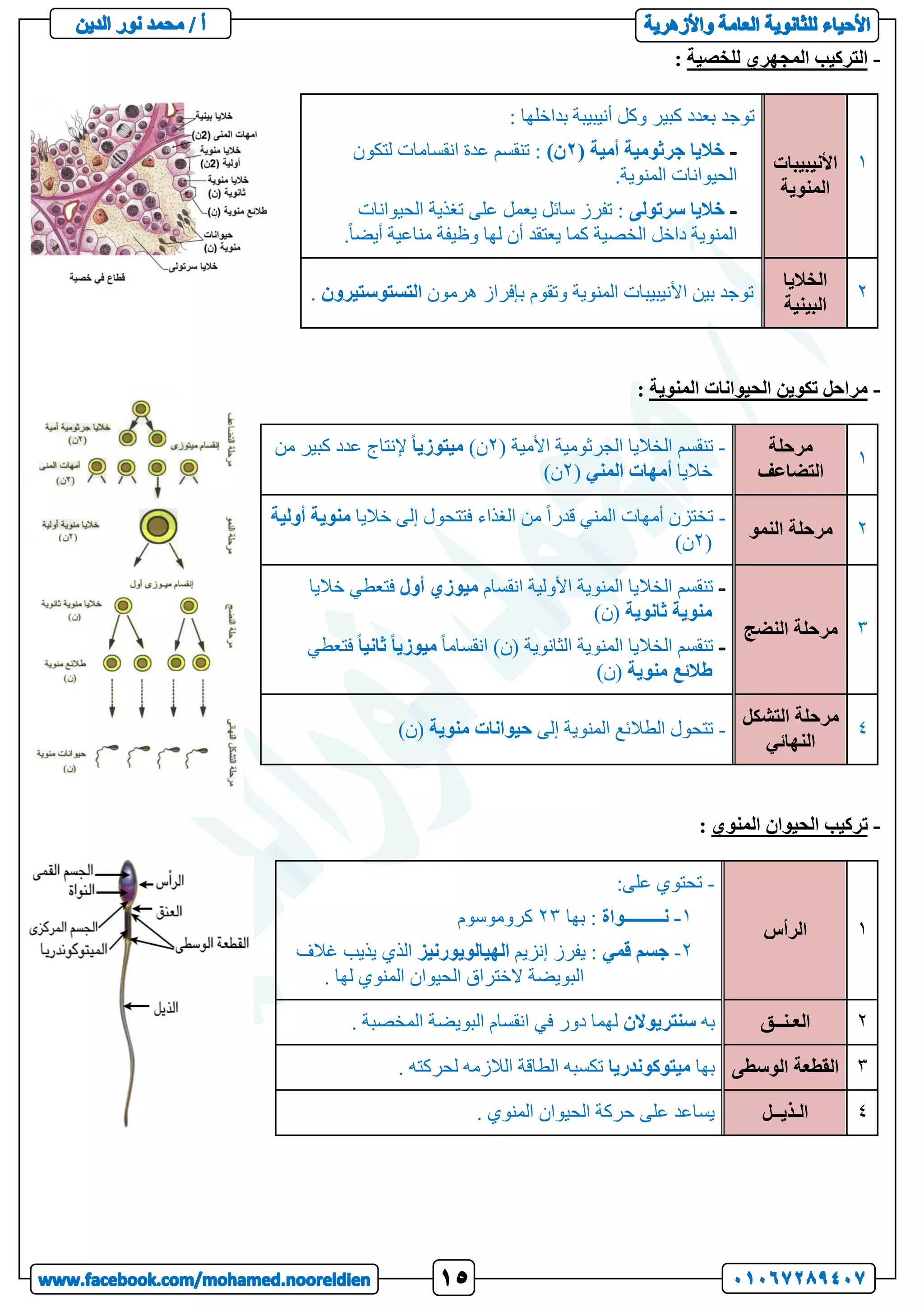 -
‫للخصية‬ ‫المجهري‬ ‫التركيب‬
:
1
‫األنيبيبات‬
‫المنوية‬
: ‫بداخلها‬ ‫أنيبيبة‬ ‫وكل‬ ‫كبير‬ ‫بعدد‬ ‫توجد‬
( ‫أمية‬ ‫جرثومية‬ ‫خاليا‬
2
)‫ن‬
‫لتكون‬ ‫انقسامات‬ ‫عدة‬ ‫تنقسم‬ :
.‫المنوية‬ ‫الحيوانات‬
‫سرتولى‬ ‫خاليا‬
‫الحيوانات‬ ‫تغذية‬ ‫على‬ ‫يعمل‬ ‫سائل‬ ‫تفرز‬ :
‫يعتقد‬ ‫كما‬ ‫الخصية‬ ‫داخل‬ ‫المنوية‬
.ً‫ا‬‫أيض‬ ‫مناعية‬ ‫وظيفة‬ ‫لها‬ ‫أن‬
2
‫الخاليا‬
‫البينية‬
‫ه‬ ‫بإفراز‬ ‫وتقوم‬ ‫المنوية‬ ‫األنيبيبات‬ ‫بين‬ ‫توجد‬
‫رمون‬
‫التستوس‬
‫تيرون‬
.
-
‫المنوية‬ ‫الحيوانات‬ ‫تكوين‬ ‫مراحل‬
:
1
‫مرحلة‬
‫التضاعف‬
-
‫تنقسم‬
‫األمية‬ ‫الجرثومية‬ ‫الخاليا‬
(
2
)‫ن‬
ً‫ا‬‫ميتوزي‬
‫من‬ ‫كبير‬ ‫عدد‬ ‫إلنتاج‬
‫خاليا‬
‫المني‬ ‫أمهات‬
(
2
)‫ن‬
2
‫النمو‬ ‫مرحلة‬
-
‫خاليا‬ ‫إلى‬ ‫فتتحول‬ ‫الغذاء‬ ‫من‬ ً‫ا‬‫قدر‬ ‫المني‬ ‫أمهات‬ ‫تختزن‬
‫أولي‬ ‫منوية‬
‫ة‬
(
2
)‫ن‬
3
‫النضج‬ ‫مرحلة‬
‫انقسام‬ ‫األولية‬ ‫المنوية‬ ‫الخاليا‬ ‫تنقسم‬
‫أول‬ ‫ميوزي‬
‫خاليا‬ ‫فتعطي‬
‫ثانوية‬ ‫منوية‬
)‫(ن‬
ً‫ا‬‫انقسام‬ )‫(ن‬ ‫الثانوية‬ ‫المنوية‬ ‫الخاليا‬ ‫تنقسم‬
ً‫ا‬‫ثاني‬ ً‫ا‬‫ميوزي‬
‫فت‬
‫عطي‬
‫منوية‬ ‫طالئع‬
)‫(ن‬
4
‫التشكل‬ ‫مرحلة‬
‫النهائي‬
-
‫ا‬ ‫الطالئع‬ ‫تتحول‬
‫إلى‬ ‫لمنوية‬
‫منوية‬ ‫حيوانات‬
)‫(ن‬
-
‫المنوي‬ ‫الحيوان‬ ‫تركيب‬
:
1
‫الرأس‬
-
:‫على‬ ‫تحتوي‬
1
-
‫نـــــــــواة‬
‫بها‬ :
23
‫كروموسوم‬
2
-
‫قمي‬ ‫جسم‬
‫إنزيم‬ ‫يفرز‬ :
‫الهيالويورنيز‬
‫غالف‬ ‫يذيب‬ ‫الذي‬
. ‫لها‬ ‫المنوي‬ ‫الحيوان‬ ‫الختراق‬ ‫البويضة‬
2
‫العـنــق‬
‫به‬
‫سنتريوالن‬
. ‫المخصبة‬ ‫البويضة‬ ‫انقسام‬ ‫في‬ ‫دور‬ ‫لهما‬
3
‫ال‬ ‫القطعة‬
‫وسطى‬
‫بها‬
‫ميتوكوندريا‬
. ‫لحركته‬ ‫الالزمه‬ ‫الطاقة‬ ‫تكسبه‬
4
‫الـذيــل‬
. ‫المنوي‬ ‫الحيوان‬ ‫حركة‬ ‫على‬ ‫يساعد‬
 
