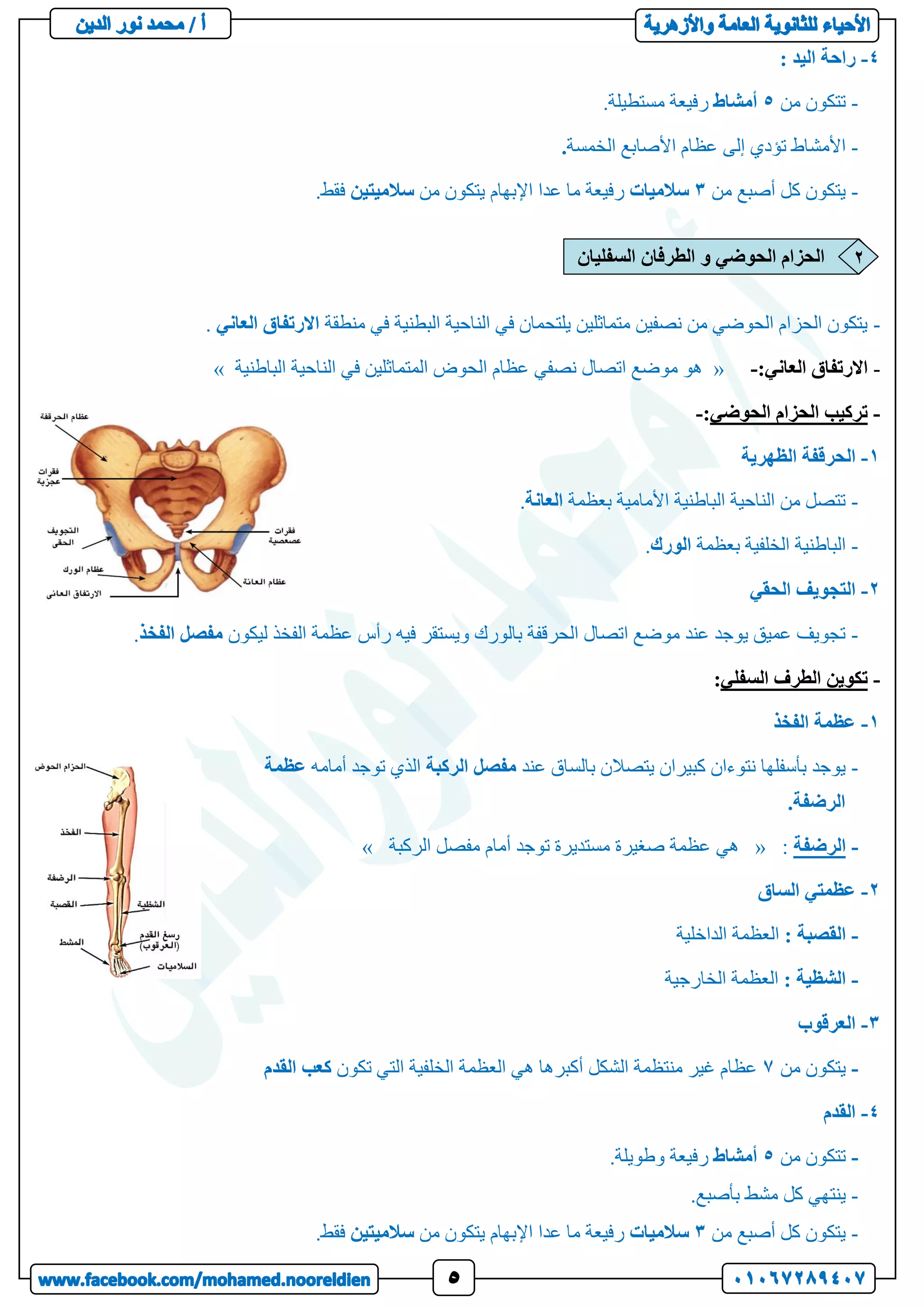 4
-
: ‫اليد‬ ‫راحة‬
-
‫من‬ ‫تتكون‬
5
‫أمشاط‬
‫رف‬
.‫مستطيلة‬ ‫يعة‬
-
‫الخمسة‬ ‫األصابع‬ ‫عظام‬ ‫إلى‬ ‫تؤدي‬ ‫األمشاط‬
.
-
‫من‬ ‫أصبع‬ ‫كل‬ ‫يتكون‬
3
‫سالميات‬
‫من‬ ‫يتكون‬ ‫اإلبهام‬ ‫عدا‬ ‫ما‬ ‫رفيعة‬
‫سالميتين‬
‫فقط‬
.
-
‫منطقة‬ ‫في‬ ‫البطنية‬ ‫الناحية‬ ‫في‬ ‫يلتحمان‬ ‫متماثلين‬ ‫نصفين‬ ‫من‬ ‫الحوضي‬ ‫الحزام‬ ‫يتكون‬
‫العاني‬ ‫االرتفاق‬
.
-
‫العاني‬ ‫االرتفاق‬
:
-
«
‫الباطنية‬ ‫الناحية‬ ‫في‬ ‫المتماثلين‬ ‫الحوض‬ ‫عظام‬ ‫نصفي‬ ‫اتصال‬ ‫موضع‬ ‫هو‬
»
-
‫الحوضي‬ ‫الحزام‬ ‫تركيب‬
:
-
1
-
‫الظهرية‬ ‫الحرقفة‬
-
‫بعظمة‬ ‫األمامية‬ ‫الباطنية‬ ‫الناحية‬ ‫من‬ ‫تتصل‬
‫العانة‬
.
-
‫بعظمة‬ ‫الخلفية‬ ‫الباطنية‬
‫الورك‬
.
2
-
‫الحقي‬ ‫التجويف‬
-
‫ليكون‬ ‫الفخذ‬ ‫عظمة‬ ‫رأس‬ ‫فيه‬ ‫ويستقر‬ ‫بالورك‬ ‫الحرقفة‬ ‫اتصال‬ ‫موضع‬ ‫عند‬ ‫يوجد‬ ‫عميق‬ ‫تجويف‬
‫الفخذ‬ ‫مفصل‬
.
-
‫السفلي‬ ‫الطرف‬ ‫تكوين‬
:
1
-
‫الفخذ‬ ‫عظمة‬
-
‫عند‬ ‫بالساق‬ ‫يتصالن‬ ‫كبيران‬ ‫نتوءان‬ ‫بأسفلها‬ ‫يوجد‬
‫مفصل‬
‫الركبة‬
‫أمامه‬ ‫توجد‬ ‫الذي‬
‫عظمة‬
.‫الرضفة‬
-
‫الرضفة‬
:
«
‫هي‬
‫الركبة‬ ‫مفصل‬ ‫أمام‬ ‫توجد‬ ‫مستديرة‬ ‫صغيرة‬ ‫عظمة‬
»
2
-
‫الساق‬ ‫عظمتي‬
-
: ‫القصبة‬
‫الداخلية‬ ‫العظمة‬
-
: ‫الشظية‬
‫الخارجية‬ ‫العظمة‬
3
-
‫العرقوب‬
-
‫من‬ ‫يتكون‬
7
‫تكون‬ ‫التي‬ ‫الخلفية‬ ‫العظمة‬ ‫هي‬ ‫أكبرها‬ ‫الشكل‬ ‫منتظمة‬ ‫غير‬ ‫عظام‬
‫كعب‬
‫القدم‬
4
-
‫القدم‬
-
‫من‬ ‫تتكون‬
5
‫أمشاط‬
.‫وطويلة‬ ‫رفيعة‬
-
.‫بأصبع‬ ‫مشط‬ ‫كل‬ ‫ينتهي‬
-
‫من‬ ‫أصبع‬ ‫كل‬ ‫يتكون‬
3
‫سالميات‬
‫من‬ ‫يتكون‬ ‫اإلبهام‬ ‫عدا‬ ‫ما‬ ‫رفيعة‬
‫سالميتين‬
.‫فقط‬
‫السفليان‬ ‫الطرفان‬ ‫و‬ ‫الحوضي‬ ‫الحزام‬ 2
 