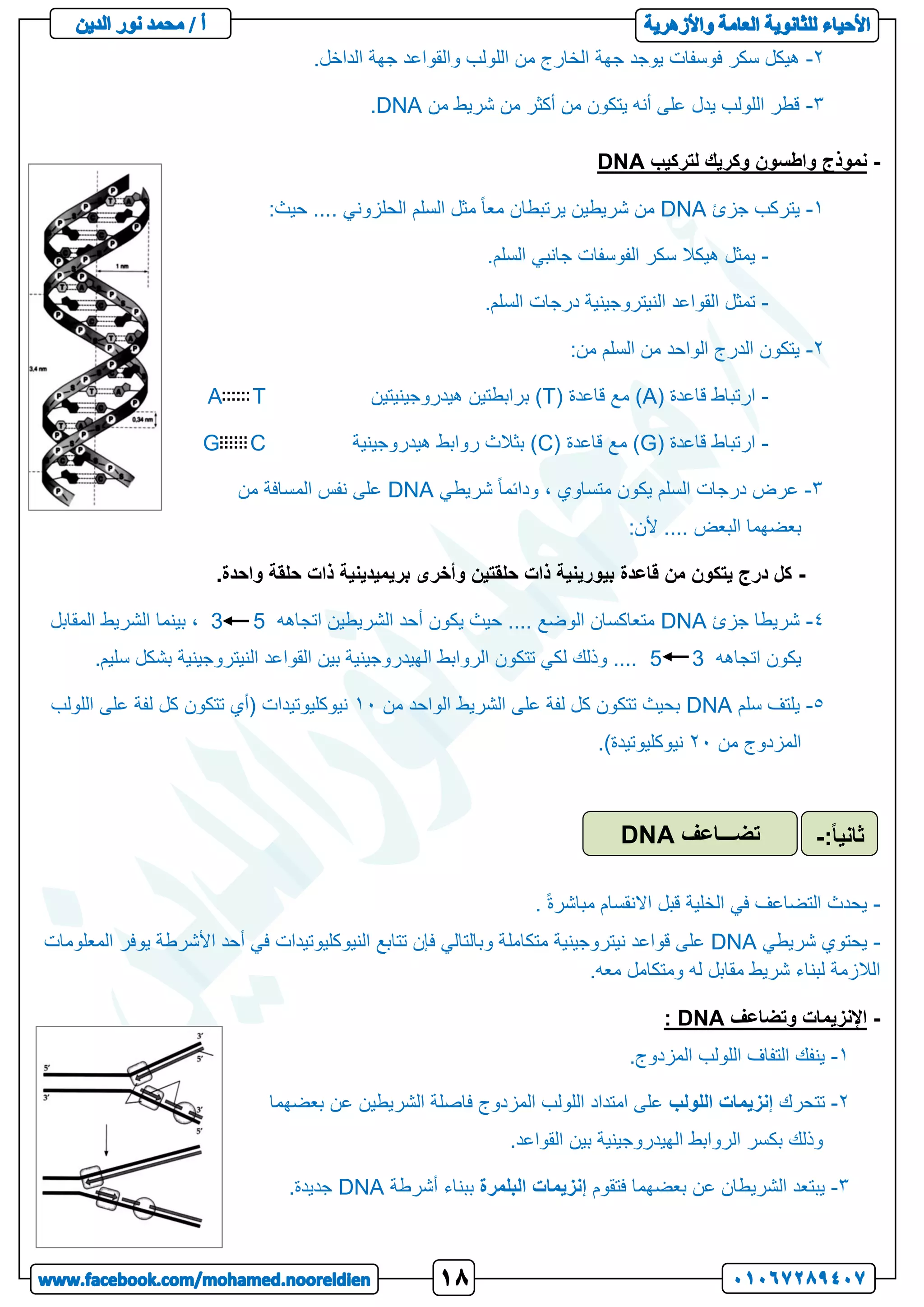 2
-
‫جهة‬ ‫يوجد‬ ‫فوسفات‬ ‫سكر‬ ‫هيكل‬
.‫الداخل‬ ‫جهة‬ ‫والقواعد‬ ‫اللولب‬ ‫من‬ ‫الخارج‬
3
-
‫من‬ ‫شريط‬ ‫من‬ ‫أكثر‬ ‫من‬ ‫يتكون‬ ‫أنه‬ ‫على‬ ‫يدل‬ ‫اللولب‬ ‫قطر‬
DNA
.
-
‫لتركيب‬ ‫وكريك‬ ‫واطسون‬ ‫نموذج‬
DNA
1
-
‫جزئ‬ ‫يتركب‬
DNA
:‫حيث‬ .... ‫الحلزوني‬ ‫السلم‬ ‫مثل‬ ً‫ا‬‫مع‬ ‫يرتبطان‬ ‫شريطين‬ ‫من‬
-
.‫السلم‬ ‫جانبي‬ ‫الفوسفات‬ ‫سكر‬ ‫هيكال‬ ‫يمثل‬
-
‫القواعد‬ ‫تمثل‬
.‫السلم‬ ‫درجات‬ ‫النيتروجينية‬
2
-
:‫من‬ ‫السلم‬ ‫من‬ ‫الواحد‬ ‫الدرج‬ ‫يتكون‬
-
( ‫قاعدة‬ ‫ارتباط‬
A
( ‫قاعدة‬ ‫مع‬ )
T
‫هيدروجينيتين‬ ‫برابطتين‬ )
A T
-
( ‫قاعدة‬ ‫ارتباط‬
G
( ‫قاعدة‬ ‫مع‬ )
C
‫هيدروجينية‬ ‫روابط‬ ‫بثالث‬ )
G C
3
-
‫شريطي‬ ً‫ا‬‫ودائم‬ ، ‫متساوي‬ ‫يكون‬ ‫السلم‬ ‫درجات‬ ‫عرض‬
DNA
‫من‬ ‫المسافة‬ ‫نفس‬ ‫على‬
:‫ألن‬ .... ‫البعض‬ ‫بعضهما‬
-
.‫واحدة‬ ‫حلقة‬ ‫ذات‬ ‫بريميدينية‬ ‫وأخرى‬ ‫حلقتين‬ ‫ذات‬ ‫بيورينية‬ ‫قاعدة‬ ‫من‬ ‫يتكون‬ ‫درج‬ ‫كل‬
4
-
‫جزئ‬ ‫شريطا‬
DNA
‫اتجاهه‬ ‫الشريطين‬ ‫أحد‬ ‫يكون‬ ‫حيث‬ .... ‫الوضع‬ ‫متعاكسان‬
5
3
‫المقابل‬ ‫الشريط‬ ‫بينما‬ ،
‫اتجاهه‬ ‫يكون‬
3
5
.‫سليم‬ ‫بشكل‬ ‫النيتروجينية‬ ‫القواعد‬ ‫بين‬ ‫الهيدروجينية‬ ‫الروابط‬ ‫تتكون‬ ‫لكي‬ ‫وذلك‬ ....
5
-
‫سلم‬ ‫يلتف‬
DNA
‫من‬ ‫الواحد‬ ‫الشريط‬ ‫على‬ ‫لفة‬ ‫كل‬ ‫تتكون‬ ‫بحيث‬
12
‫اللولب‬ ‫على‬ ‫لفة‬ ‫كل‬ ‫تتكون‬ ‫(أي‬ ‫نيوكليوتيدات‬
‫من‬ ‫المزدوج‬
22
.)‫نيوكليوتيدة‬
-
. ً‫ة‬‫مباشر‬ ‫االنقسام‬ ‫قبل‬ ‫الخلية‬ ‫في‬ ‫التضاعف‬ ‫يحدث‬
-
‫شريطي‬ ‫يحتوي‬
DNA
‫متكامل‬ ‫نيتروجينية‬ ‫قواعد‬ ‫على‬
‫المعلومات‬ ‫يوفر‬ ‫األشرطة‬ ‫أحد‬ ‫في‬ ‫النيوكليوتيدات‬ ‫تتابع‬ ‫فإن‬ ‫وبالتالي‬ ‫ة‬
.‫معه‬ ‫ومتكامل‬ ‫له‬ ‫مقابل‬ ‫شريط‬ ‫لبناء‬ ‫الالزمة‬
-
‫وتضاعف‬ ‫اإلنزيمات‬
DNA
:
1
-
.‫المزدوج‬ ‫اللولب‬ ‫التفاف‬ ‫ينفك‬
2
-
‫تتحرك‬
‫اللولب‬ ‫إنزيمات‬
‫بعضهما‬ ‫عن‬ ‫الشريطين‬ ‫فاصلة‬ ‫المزدوج‬ ‫اللولب‬ ‫امتداد‬ ‫على‬
.‫القواعد‬ ‫بين‬ ‫الهيدروجينية‬ ‫الروابط‬ ‫بكسر‬ ‫وذلك‬
3
-
‫فتقوم‬ ‫بعضهما‬ ‫عن‬ ‫الشريطان‬ ‫يبتعد‬
‫البلمرة‬ ‫إنزيمات‬
‫أشرطة‬ ‫ببناء‬
DNA
.‫جديدة‬
‫تضـــاعف‬
DNA ً‫ا‬‫ثاني‬
:
-
 