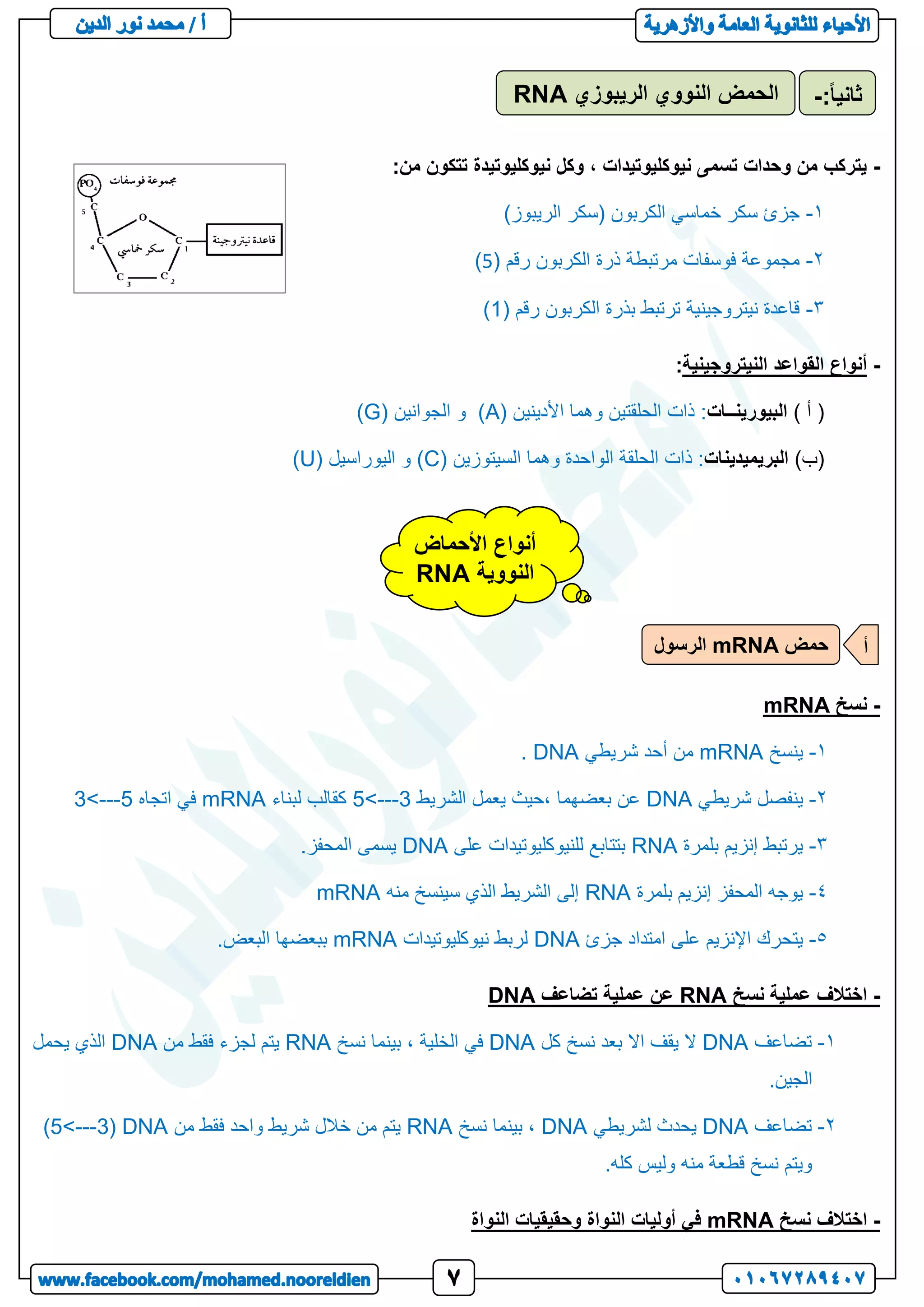 -
:‫من‬ ‫تتكون‬ ‫نيوكليوتيدة‬ ‫وكل‬ ، ‫نيوكليوتيدات‬ ‫تسمى‬ ‫وحدات‬ ‫من‬ ‫يتركب‬
1
-
)‫الريبوز‬ ‫(سكر‬ ‫الكربون‬ ‫خماسي‬ ‫سكر‬ ‫جزئ‬
2
-
( ‫رقم‬ ‫الكربون‬ ‫ذرة‬ ‫مرتبطة‬ ‫فوسفات‬ ‫مجموعة‬
5
)
3
-
( ‫رقم‬ ‫الكربون‬ ‫بذرة‬ ‫ترتبط‬ ‫نيتروجينية‬ ‫قاعدة‬
1
)
-
‫النيتروجينية‬ ‫القواعد‬ ‫أنواع‬
:
) ‫أ‬ (
‫البيورينــات‬
( ‫األدينين‬ ‫وهما‬ ‫الحلقتين‬ ‫ذات‬ :
A
( ‫الجوانين‬ ‫و‬ )
G
)
)‫(ب‬
‫البريميدينات‬
( ‫السيتوزين‬ ‫وهما‬ ‫الواحدة‬ ‫الحلقة‬ ‫ذات‬ :
C
‫اليوراسيل‬ ‫و‬ )
(
U
)
-
‫نسخ‬
mRNA
1
-
‫ينسخ‬
mRNA
‫شريطي‬ ‫أحد‬ ‫من‬
DNA
.
2
-
‫شريطي‬ ‫ينفصل‬
DNA
‫الشريط‬ ‫يعمل‬ ‫حيث‬، ‫بعضهما‬ ‫عن‬
5<---3
‫لبناء‬ ‫كقالب‬
mRNA
‫اتجاه‬ ‫في‬
3<---5
3
-
‫بلمرة‬ ‫إنزيم‬ ‫يرتبط‬
RNA
‫على‬ ‫للنيوكليوتيدات‬ ‫بتتابع‬
DNA
.‫المحفز‬ ‫يسمى‬
1
-
‫بلمرة‬ ‫إنزيم‬ ‫المحفز‬ ‫يوجه‬
RNA
‫منه‬ ‫سينسخ‬ ‫الذي‬ ‫الشريط‬ ‫إلى‬
mRNA
5
-
‫جزئ‬ ‫امتداد‬ ‫على‬ ‫اإلنزيم‬ ‫يتحرك‬
DNA
‫نيوكليوتيدات‬ ‫لربط‬
mRNA
.‫البعض‬ ‫ببعضها‬
-
‫نسخ‬ ‫عملية‬ ‫اختالف‬
RNA
‫تضاعف‬ ‫عملية‬ ‫عن‬
DNA
1
-
‫تضاعف‬
DNA
‫كل‬ ‫نسخ‬ ‫بعد‬ ‫اال‬ ‫يقف‬ ‫ال‬
DNA
‫الخلية‬ ‫في‬
‫نسخ‬ ‫بينما‬ ،
RNA
‫من‬ ‫فقط‬ ‫لجزء‬ ‫يتم‬
DNA
‫يحمل‬ ‫الذي‬
.‫الجين‬
2
-
‫تضاعف‬
DNA
‫لشريطي‬ ‫يحدث‬
DNA
‫نسخ‬ ‫بينما‬ ،
RNA
‫من‬ ‫فقط‬ ‫واحد‬ ‫شريط‬ ‫خالل‬ ‫من‬ ‫يتم‬
DNA
(
5<---3
)
.‫كله‬ ‫وليس‬ ‫منه‬ ‫قطعة‬ ‫نسخ‬ ‫ويتم‬
-
‫نسخ‬ ‫اختالف‬
mRNA
‫النواة‬ ‫وحقيقيات‬ ‫النواة‬ ‫أوليات‬ ‫في‬
‫الريبوزي‬ ‫النووي‬ ‫الحمض‬
RNA ً‫ا‬‫ثاني‬
:
-
‫األحماض‬ ‫أنواع‬
‫النووية‬
RNA
‫حمض‬
mRNA
‫الرسول‬ ‫أ‬
 