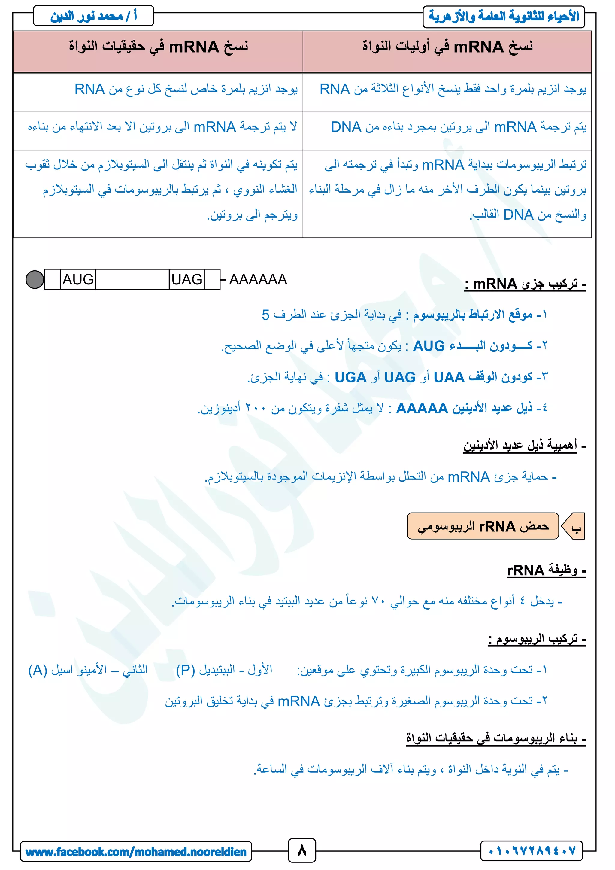 ‫نسخ‬
mRNA
‫في‬
‫النواة‬ ‫أوليات‬
‫نسخ‬
mRNA
‫النواة‬ ‫حقيقيات‬ ‫في‬
‫من‬ ‫الثالثة‬ ‫األنواع‬ ‫ينسخ‬ ‫فقط‬ ‫واحد‬ ‫بلمرة‬ ‫انزيم‬ ‫يوجد‬
RNA
‫ا‬ ‫يوجد‬
‫من‬ ‫نوع‬ ‫كل‬ ‫لنسخ‬ ‫خاص‬ ‫بلمرة‬ ‫نزيم‬
RNA
‫ترجمة‬ ‫يتم‬
mRNA
‫من‬ ‫بناءه‬ ‫بمجرد‬ ‫بروتين‬ ‫الى‬
DNA
‫ترجمة‬ ‫يتم‬ ‫ال‬
mRNA
‫بناءه‬ ‫من‬ ‫االنتهاء‬ ‫بعد‬ ‫اال‬ ‫بروتين‬ ‫الى‬
‫ببداية‬ ‫الريبوسومات‬ ‫ترتبط‬
mRNA
‫الى‬ ‫ترجمته‬ ‫في‬ ‫وتبدأ‬
‫البناء‬ ‫مرحلة‬ ‫في‬ ‫زال‬ ‫ما‬ ‫منه‬ ‫األخر‬ ‫الطرف‬ ‫يكون‬ ‫بينما‬ ‫بروتين‬
‫من‬ ‫والنسخ‬
DNA
.‫القالب‬
‫ثقوب‬ ‫خالل‬ ‫من‬ ‫السيتوبالزم‬ ‫الى‬ ‫ينتقل‬ ‫ثم‬ ‫النواة‬ ‫في‬ ‫تكوينه‬ ‫يتم‬
‫السيتوبالزم‬ ‫في‬ ‫بالريبوسومات‬ ‫يرتبط‬ ‫ثم‬ ، ‫النووي‬ ‫الغشاء‬
.‫بروتين‬ ‫الى‬ ‫ويترجم‬
-
‫جزئ‬ ‫تركيب‬
mRNA
:
1
-
‫بالريبوسوم‬ ‫االرتباط‬ ‫موقع‬
‫الطرف‬ ‫عند‬ ‫الجزئ‬ ‫بداية‬ ‫في‬ :
5
2
-
‫البـ‬ ‫كــــودون‬
‫ــــدء‬
AUG
.‫الصحيح‬ ‫الوضع‬ ‫في‬ ‫ألعلى‬ ً‫ا‬‫متجه‬ ‫يكون‬ :
3
-
‫الوقف‬ ‫كودون‬
UAA
‫أو‬
UAG
‫أو‬
UGA
.‫الجزئ‬ ‫نهاية‬ ‫في‬ :
1
-
‫األدينين‬ ‫عديد‬ ‫ذيل‬
AAAAA
‫من‬ ‫ويتكون‬ ‫شفرة‬ ‫يمثل‬ ‫ال‬ :
211
.‫أدينوزين‬
-
‫األدينين‬ ‫عديد‬ ‫ذيل‬ ‫أهميية‬
-
‫جزئ‬ ‫حماية‬
mRNA
.‫بالسيتوبالزم‬ ‫الموجودة‬ ‫اإلنزيمات‬ ‫بواسطة‬ ‫التحلل‬ ‫من‬
-
‫وظيفة‬
rRNA
-
‫يدخل‬
1
‫حوالي‬ ‫مع‬ ‫منه‬ ‫مختلفه‬ ‫أنواع‬
01
.‫الريبوسومات‬ ‫بناء‬ ‫في‬ ‫الببتيد‬ ‫عديد‬ ‫من‬ ً‫ا‬‫نوع‬
-
: ‫الريبوسوم‬ ‫تركيب‬
1
-
:‫موقعين‬ ‫على‬ ‫وتحتوي‬ ‫الكبيرة‬ ‫الريبوسوم‬ ‫وحدة‬ ‫تحت‬
‫األول‬
-
‫الببتيدي‬
( ‫ل‬
P
‫الثاني‬ )
–
( ‫اسيل‬ ‫األمينو‬
A
)
2
-
‫بجزئ‬ ‫وترتبط‬ ‫الصغيرة‬ ‫الريبوسوم‬ ‫وحدة‬ ‫تحت‬
mRNA
‫البروتين‬ ‫تخليق‬ ‫بداية‬ ‫في‬
-
‫النواة‬ ‫حقيقيات‬ ‫في‬ ‫الريبوسومات‬ ‫بناء‬
-
.‫الساعة‬ ‫في‬ ‫الريبوسومات‬ ‫آالف‬ ‫بناء‬ ‫ويتم‬ ، ‫النواة‬ ‫داخل‬ ‫النوية‬ ‫في‬ ‫يتم‬
AUG UAG AAAAAA
‫حمض‬
rRNA
‫الريبوسومي‬ ‫ب‬
 