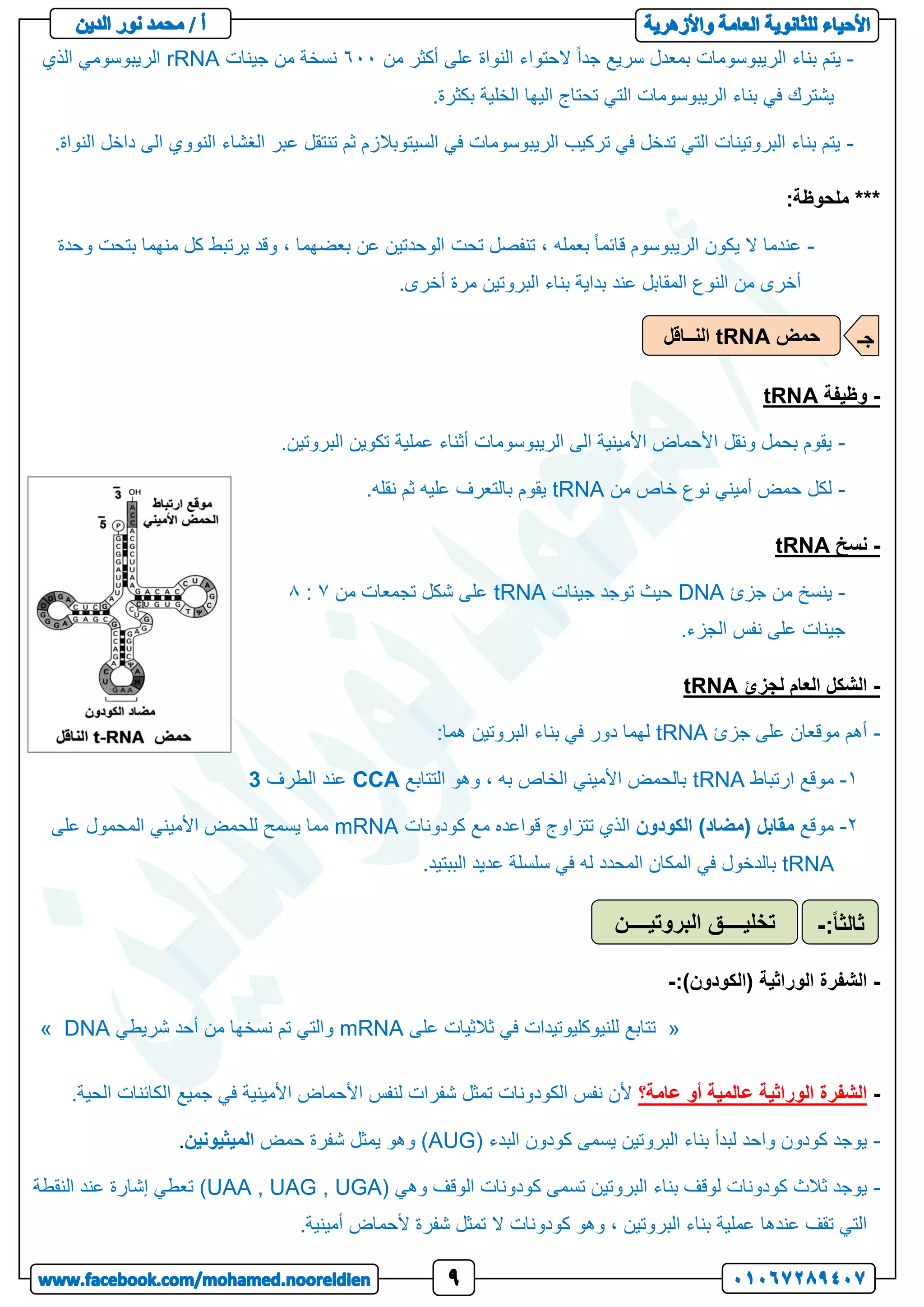 -
‫من‬ ‫أكثر‬ ‫على‬ ‫النواة‬ ‫الحتواء‬ ً‫ا‬‫جد‬ ‫سريع‬ ‫بمعدل‬ ‫الريبوسومات‬ ‫بناء‬ ‫يتم‬
411
‫جينات‬ ‫من‬ ‫نسخة‬
rRNA
‫الذي‬ ‫الريبوسومي‬
‫الخلية‬ ‫اليها‬ ‫تحتاج‬ ‫التي‬ ‫الريبوسومات‬ ‫بناء‬ ‫في‬ ‫يشترك‬
.‫بكثرة‬
-
.‫النواة‬ ‫داخل‬ ‫الى‬ ‫النووي‬ ‫الغشاء‬ ‫عبر‬ ‫تنتقل‬ ‫ثم‬ ‫السيتوبالزم‬ ‫في‬ ‫الريبوسومات‬ ‫تركيب‬ ‫في‬ ‫تدخل‬ ‫التي‬ ‫البروتينات‬ ‫بناء‬ ‫يتم‬
***
:‫ملحوظة‬
-
‫تحت‬ ‫تنفصل‬ ، ‫بعمله‬ ً‫ا‬‫قائم‬ ‫الريبوسوم‬ ‫يكون‬ ‫ال‬ ‫عندما‬
‫وحدة‬ ‫بتحت‬ ‫منهما‬ ‫كل‬ ‫يرتبط‬ ‫وقد‬ ، ‫بعضهما‬ ‫عن‬ ‫الوحدتين‬
.‫أخرى‬ ‫مرة‬ ‫البروتين‬ ‫بناء‬ ‫بداية‬ ‫عند‬ ‫المقابل‬ ‫النوع‬ ‫من‬ ‫أخرى‬
-
‫وظيفة‬
tRNA
-
‫البروت‬ ‫تكوين‬ ‫عملية‬ ‫أثناء‬ ‫الريبوسومات‬ ‫الى‬ ‫األمينية‬ ‫األحماض‬ ‫ونقل‬ ‫بحمل‬ ‫يقوم‬
.‫ين‬
-
‫من‬ ‫خاص‬ ‫نوع‬ ‫أميني‬ ‫حمض‬ ‫لكل‬
tRNA
.‫نقله‬ ‫ثم‬ ‫عليه‬ ‫بالتعرف‬ ‫يقوم‬
-
‫نسخ‬
tRNA
-
‫جزئ‬ ‫من‬ ‫ينسخ‬
DNA
‫جينات‬ ‫توجد‬ ‫حيث‬
tRNA
‫من‬ ‫تجمعات‬ ‫شكل‬ ‫على‬
0
:
8
.‫الجزء‬ ‫نفس‬ ‫على‬ ‫جينات‬
-
‫لجزئ‬ ‫العام‬ ‫الشكل‬
tRNA
-
‫جزئ‬ ‫على‬ ‫موقعان‬ ‫أهم‬
tRNA
:‫هما‬ ‫البروتين‬ ‫بناء‬ ‫في‬ ‫دور‬ ‫لهما‬
1
-
‫ارتباط‬ ‫موقع‬
tRNA
‫التتابع‬ ‫وهو‬ ، ‫به‬ ‫الخاص‬ ‫األميني‬ ‫بالحمض‬
CCA
‫الطرف‬ ‫عند‬
3
2
-
‫موقع‬
)‫(مضاد‬ ‫مقابل‬
‫الكودون‬
‫كودونات‬ ‫مع‬ ‫قواعده‬ ‫تتزاوج‬ ‫الذي‬
mRNA
‫على‬ ‫المحمول‬ ‫األميني‬ ‫للحمض‬ ‫يسمح‬ ‫مما‬
tRNA
.‫الببتيد‬ ‫عديد‬ ‫سلسلة‬ ‫في‬ ‫له‬ ‫المحدد‬ ‫المكان‬ ‫في‬ ‫بالدخول‬
-
:)‫(الكودون‬ ‫الوراثية‬ ‫الشفرة‬
-
«
‫على‬ ‫ثالثيات‬ ‫في‬ ‫للنيوكليوتيدات‬ ‫تتابع‬
mRNA
‫أحد‬ ‫من‬ ‫نسخها‬ ‫تم‬ ‫والتي‬
‫شريطي‬
DNA
»
-
‫عامة؟‬ ‫أو‬ ‫عالمية‬ ‫الوراثية‬ ‫الشفرة‬
.‫الحية‬ ‫الكائنات‬ ‫جميع‬ ‫في‬ ‫األمينية‬ ‫األحماض‬ ‫لنفس‬ ‫شفرات‬ ‫تمثل‬ ‫الكودونات‬ ‫نفس‬ ‫ألن‬
-
( ‫البدء‬ ‫كودون‬ ‫يسمى‬ ‫البروتين‬ ‫بناء‬ ‫لبدأ‬ ‫واحد‬ ‫كودون‬ ‫يوجد‬
AUG
‫حمض‬ ‫شفرة‬ ‫يمثل‬ ‫وهو‬ )
‫الميثيونين‬
.
-
( ‫وهي‬ ‫الوقف‬ ‫كودونات‬ ‫تسمى‬ ‫البروتين‬ ‫بناء‬ ‫لوقف‬ ‫كودونات‬ ‫ثالث‬ ‫يوجد‬
UAA , UAG , UGA
‫النقطة‬ ‫عند‬ ‫إشارة‬ ‫تعطي‬ )
‫ألح‬ ‫شفرة‬ ‫تمثل‬ ‫ال‬ ‫كودونات‬ ‫وهو‬ ، ‫البروتين‬ ‫بناء‬ ‫عملية‬ ‫عندها‬ ‫تقف‬ ‫التي‬
.‫أمينية‬ ‫ماض‬
‫حمض‬
tRNA
‫النــاقل‬ ‫جـ‬
‫البروتيــــن‬ ‫تخليــــق‬ ً‫ا‬‫ثالث‬
:
-
 
