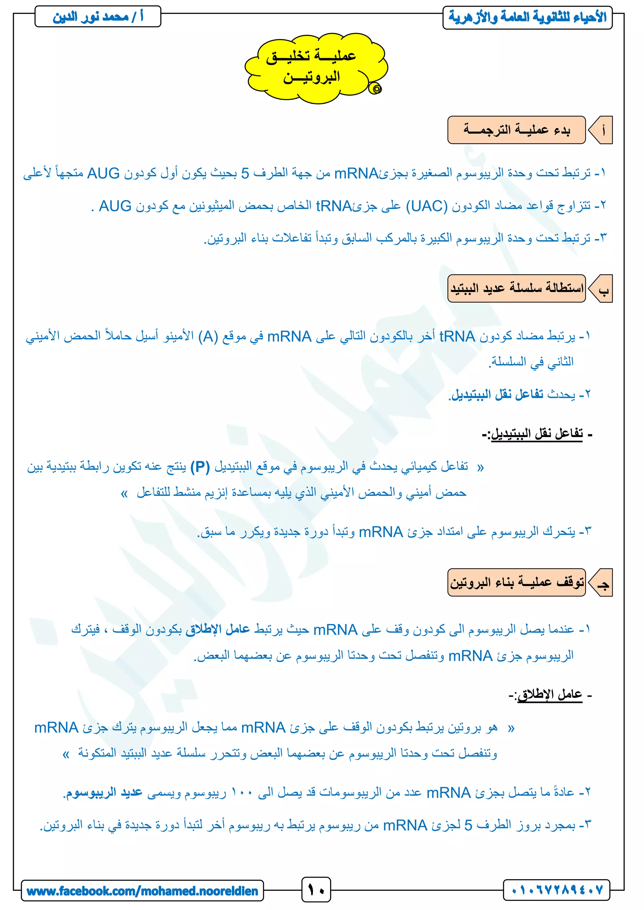 1
-
‫بجزئ‬ ‫الصغيرة‬ ‫الريبوسوم‬ ‫وحدة‬ ‫تحت‬ ‫ترتبط‬
mRNA
‫الطرف‬ ‫جهة‬ ‫من‬
5
‫كودون‬ ‫أول‬ ‫يكون‬ ‫بحيث‬
AUG
‫ألعلى‬ ً‫ا‬‫متجه‬
2
-
( ‫الكودون‬ ‫مضاد‬ ‫قواعد‬ ‫تتزاوج‬
UAC
‫جزئ‬ ‫على‬ )
tRNA
‫كودون‬ ‫مع‬ ‫الميثيونين‬ ‫بحمض‬ ‫الخاص‬
AUG
.
3
-
.‫البروتين‬ ‫بناء‬ ‫تفاعالت‬ ‫وتبدأ‬ ‫السابق‬ ‫بالمركب‬ ‫الكبيرة‬ ‫الريبوسوم‬ ‫وحدة‬ ‫تحت‬ ‫ترتبط‬
1
-
‫كودون‬ ‫مضاد‬ ‫يرتبط‬
tRNA
‫على‬ ‫التالي‬ ‫بالكودون‬ ‫أخر‬
mRNA
( ‫موقع‬ ‫في‬
A
‫األميني‬ ‫الحمض‬ ً‫ال‬‫حام‬ ‫أسيل‬ ‫األمينو‬ )
.‫السلسلة‬ ‫في‬ ‫الثاني‬
2
-
‫يحدث‬
‫الببتيديل‬ ‫نقل‬ ‫تفاعل‬
.
-
‫الببتيديل‬ ‫نقل‬ ‫تفاعل‬
:
-
«
‫الببتيديل‬ ‫موقع‬ ‫في‬ ‫الريبوسوم‬ ‫في‬ ‫يحدث‬ ‫كيميائي‬ ‫تفاعل‬
(
P
)
‫بين‬ ‫ببتيدية‬ ‫رابطة‬ ‫تكوين‬ ‫عنه‬ ‫ينتج‬
‫بمساع‬ ‫يليه‬ ‫الذي‬ ‫األميني‬ ‫والحمض‬ ‫أميني‬ ‫حمض‬
‫للتفاعل‬ ‫منشط‬ ‫إنزيم‬ ‫دة‬
»
3
-
‫جزئ‬ ‫امتداد‬ ‫على‬ ‫الريبوسوم‬ ‫يتحرك‬
mRNA
.‫سبق‬ ‫ما‬ ‫ويكرر‬ ‫جديدة‬ ‫دورة‬ ‫وتبدأ‬
1
-
‫على‬ ‫وقف‬ ‫كودون‬ ‫الى‬ ‫الريبوسوم‬ ‫يصل‬ ‫عندما‬
mRNA
‫يرتبط‬ ‫حيث‬
‫اإلطالق‬ ‫عامل‬
‫الو‬ ‫بكودون‬
‫فيترك‬ ، ‫قف‬
‫جزئ‬ ‫الريبوسوم‬
mRNA
.‫البعض‬ ‫بعضهما‬ ‫عن‬ ‫الريبوسوم‬ ‫وحدتا‬ ‫تحت‬ ‫وتنفصل‬
-
‫اإلطالق‬ ‫عامل‬
:
-
«
‫جزئ‬ ‫على‬ ‫الوقف‬ ‫بكودون‬ ‫يرتبط‬ ‫بروتين‬ ‫هو‬
mRNA
‫جزئ‬ ‫يترك‬ ‫الريبوسوم‬ ‫يجعل‬ ‫مما‬
mRNA
‫المتكونة‬ ‫الببتيد‬ ‫عديد‬ ‫سلسلة‬ ‫وتتحرر‬ ‫البعض‬ ‫بعضهما‬ ‫عن‬ ‫الريبوسوم‬ ‫وحدتا‬ ‫تحت‬ ‫وتنفصل‬
»
2
-
‫بجزئ‬ ‫يتصل‬ ‫ما‬ ً‫ة‬‫عاد‬
mRNA
‫الى‬ ‫يصل‬ ‫قد‬ ‫الريبوسومات‬ ‫من‬ ‫عدد‬
111
‫ويسمى‬ ‫ريبوسوم‬
‫الريبوسوم‬ ‫عديد‬
.
3
-
‫الطرف‬ ‫بروز‬ ‫بمجرد‬
5
‫لجزئ‬
mRNA
.‫البروتين‬ ‫بناء‬ ‫في‬ ‫جديدة‬ ‫دورة‬ ‫لتبدأ‬ ‫أخر‬ ‫ريبوسوم‬ ‫به‬ ‫يرتبط‬ ‫ريبوسوم‬ ‫من‬
‫تخليـــق‬ ‫عمليـــة‬
‫البروتيـــن‬
‫الترجمـــة‬ ‫عمليــة‬ ‫بدء‬ ‫أ‬
‫الببتيد‬ ‫عديد‬ ‫سلسلة‬ ‫استطالة‬ ‫ب‬
‫البروتين‬ ‫بناء‬ ‫عمليــة‬ ‫توقف‬ ‫جـ‬
 