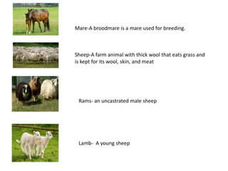 Mare-A broodmare is a mare used for breeding.
Sheep-A farm animal with thick wool that eats grass and
is kept for its wool, skin, and meat
Rams- an uncastrated male sheep
Lamb- A young sheep
 