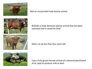 Bull-an uncastrated male bovine animal.
Bullocks-a male domestic bovine animal that has been
castrated and is raised for beef
Cow-a fully grown female animal of a domesticated breed
of ox, kept to produce milk or beef.
Steers-an ox less than four years old.
 