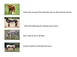 Jack- male of ass or donkey
Calves-the young of the domestic cow or other bovine animal.
Mule-the offspring of a donkey and a horse.
Jennet-a kind of small Spanish horse.
 