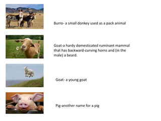 Burro- a small donkey used as a pack animal
Goat-a hardy domesticated ruminant mammal
that has backward-curving horns and (in the
male) a beard.
Goat- a young goat
Pig-another name for a pig
 