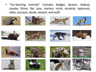 • “Fur-bearing animals” includes badger, beaver, bobcat,
coyote, fisher, fox, lynx, marten, mink, muskrat, opossum,
otter, raccoon, skunk, weasel, and wolf.
 