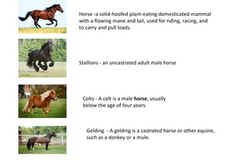 Horse -a solid-hoofed plant-eating domesticated mammal
with a flowing mane and tail, used for riding, racing, and
to carry and pull loads.
Stallions - an uncastrated adult male horse
Colts - A colt is a male horse, usually
below the age of four years.
Gelding - A gelding is a castrated horse or other equine,
such as a donkey or a mule.
 