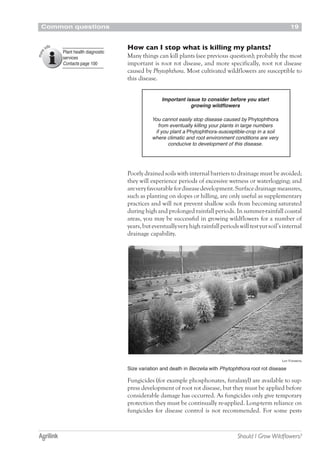 Common questions 19
Should I Grow Wildflowers?
How can I stop what is killing my plants?
Many things can kill plants (see previous question); probably the most
important is root rot disease, and more specifically, root rot disease
caused by Phytophthora. Most cultivated wildflowers are susceptible to
this disease.
Plant health diagnostic
services
Contacts page 100
Poorly drained soils with internal barriers to drainage must be avoided;
they will experience periods of excessive wetness or waterlogging; and
areveryfavourablefordiseasedevelopment.Surfacedrainagemeasures,
such as planting on slopes or hilling, are only useful as supplementary
practices and will not prevent shallow soils from becoming saturated
during high and prolonged rainfall periods. In summer-rainfall coastal
areas, you may be successful in growing wildflowers for a number of
years,buteventuallyveryhighrainfallperiodswilltestyursoil’sinternal
drainage capability.
Leif Forsberg
Size variation and death in Berzelia with Phytophthora root rot disease
Fungicides (for example phosphonates, furalaxyl) are available to sup-
press development of root rot disease, but they must be applied before
considerable damage has occurred. As fungicides only give temporary
protection they must be continually re-applied. Long-term reliance on
fungicides for disease control is not recommended. For some pests
Important issue to consider before you start
growing wildflowers
You cannot easily stop disease caused by Phytophthora
from eventually killing your plants in large numbers
if you plant a Phytophthora-susceptible-crop in a soil
where climatic and root environment conditions are very
conducive to development of this disease.
 