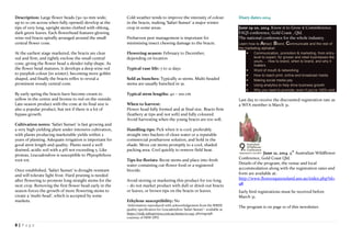 8 | P a g e
Description: Large flower heads (30–50 mm wide;
up to 10 cm across when fully opened) develop at the
tips of very long, upright stems clothed with oblong,
dark green leaves. Each flowerhead features glowing
wine-red bracts spirally arranged around the small
central flower cone.
At the earliest stage marketed, the bracts are clear
red and firm, and tightly enclose the small central
cone, giving the flower head a slender tulip shape. As
the flower head matures, it develops a deep wine red
to purplish colour (in winter), becoming more goblet
shaped, and finally the bracts reflex to reveal a
prominent woody central cone.
By early spring the bracts have become cream to
yellow in the centre and bronze to red on the outside.
Late-season product with the cone at its final size is
also a popular product, but not if there is a lot of
bypass growth.
Cultivation notes: ‘Safari Sunset’ is fast growing and
a very high-yielding plant under intensive cultivation,
with plants producing marketable yields within 2
years of planting. Adequate irrigation is important for
good stem length and quality. Plants need a well
drained, acidic soil with a pH not exceeding 5. Like
proteas, Leucadendron is susceptible to Phytophthora
root rot.
Once established, ‘Safari Sunset’ is drought resistant
and will tolerate light frost. Hard pruning is needed
after flowering to promote long straight stems for the
next crop. Removing the first flower head early in the
season forces the growth of more flowering stems to
create a ‘multi-head’, which is accepted by some
markets.
Cold weather tends to improve the intensity of colour
in the bracts, making ‘Safari Sunset’ a major winter
crop in some areas.
Preharvest pest management is important for
minimising insect chewing damage to the bracts.
Flowering season: February to December,
depending on location
Typical vase life: 7 to 21 days
Sold as bunches: Typically 10 stems. Multi-headed
stems are usually bunched in 5s.
Typical stem lengths: 40 – 100 cm
When to harvest:
Flower head fully formed and at final size. Bracts firm
(leathery at tips and not soft) and fully coloured.
Avoid harvesting when the young bracts are too soft.
Handling tips: Pick when it is cool, preferably
straight into buckets of clean water or a reputable
commercial postharvest solution, and hold in the
shade. Move cut stems promptly to a cool, shaded
packing area. Cool quickly to remove field heat.
Tips for florists: Recut stems and place into fresh
water containing cut-flower food or a registered
biocide.
Avoid storing or marketing this product for too long
– do not market product with dull or dried-out bracts
or leaves, or brown tips on the bracts or leaves.
Ethylene susceptibility: No
(Information reproduced with acknowledgement from the RIRDC
quality specification for Leucadendron ‘Safari Sunset’– available at
https://rirdc.infoservices.com.au/items/10-045; photograph
courtesy of NSW DPI)
Diary dates 2014
June 19-20, 2014. Know it to Grow it Commference.
FAQI conference, Gold Coast , Qld.
The national conference for the whole industry.
Learn how to Attract, Brand, Communicate and the rest of
the marketing alphabet
 Communication, promotion & marketing, from entry-
level to expert, for grower and retail businesses like
yours…. How to brand, when to brand, and why it
matters
 Word of mouth & networking
 How to reach print, online and broadcast media
 Making social media pay
 Using analytics to help drive business growth
 Why you need to promote, even if you’re 100% sold
Last day to receive the discounted registration rate as
a WFA member is March 31.
June 21, 2014. 9
th
Australian Wildflower
Conference, Gold Coast Qld.
Details of the program, the venue and local
accommodation along with the registration rates and
form are available at:
http://www.flowersqueensland.asn.au/index.php?id=
98
Early bird registrations must be received before
March 31.
The program is on page 10 of this newsletter.
 