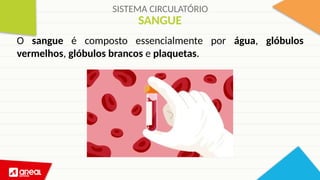 SISTEMA CIRCULATÓRIO
SANGUE
O sangue é composto essencialmente por água, glóbulos
vermelhos, glóbulos brancos e plaquetas.
 