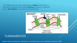 FUNDAMENTOS
 La membrana celular esta compuesta por Lípidos, contribuyen a
mantener la diferencia de cargas, Proteínas, funciones transporte
activo, Glucolípidos, funciones de reconocimiento,
Atlas de electrocardiografía, Osakidetza, Universidad Vasca, www.osakidetza.euskadi.net 2008.
 