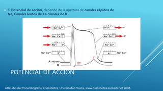 POTENCIAL DE ACCIÓN
 El Potencial de acción, depende de la apertura de canales rápidos de
Na, Canales lentos de Ca canales de K
Atlas de electrocardiografía, Osakidetza, Universidad Vasca, www.osakidetza.euskadi.net 2008.
 