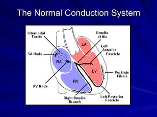 The Normal Conduction System 