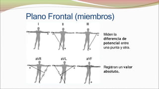 Plano Frontal (miembros)
Miden la
diferencia de
potencial entre
una punta y otra.
Registran un valor
absoluto.
 