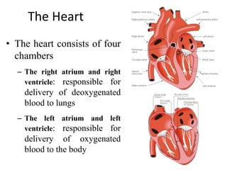 The Heart
• The heart consists of four
chambers
– The right atrium and right
ventricle: responsible for
delivery of deoxygenated
blood to lungs
– The left atrium and left
ventricle: responsible for
delivery of oxygenated
blood to the body
 