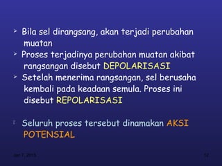    Bila sel dirangsang, akan terjadi perubahan
    muatan
   Proses terjadinya perubahan muatan akibat
    rangsangan disebut DEPOLARISASI
   Setelah menerima rangsangan, sel berusaha
    kembali pada keadaan semula. Proses ini
    disebut REPOLARISASI

   Seluruh proses tersebut dinamakan AKSI
    POTENSIAL

Jan 7, 2013                                       12
 