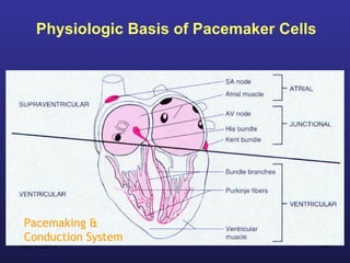 Physiologic Basis of Pacemaker Cells




Pacemaking &
Conduction System
Jan 7, 2013                                48
 