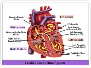 ELEKTRO KARDIO GRAFI
PENGERTIAN
 Elektrokardiografi adalah ilmu yg mempelajari aktivitas
listrik jantung.
 Elektrokardig...