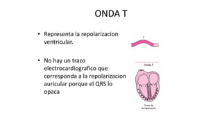 ONDA T
• Representa la repolarizacion
ventricular.
• No hay un trazo
electrocardiografico que
corresponda a la repolarizacion
auricular porque el QRS lo
opaca
 