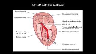 SISTEMA ELECTRICO CARDIACO
 