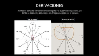 DERIVACIONES
FRONTALES HORIZONTALES
Puntos de contacto entre el electrocardiógrafo y la superficie del paciente, por
donde se captan los potenciales eléctricos generados por el corazón
 