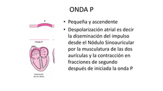 ONDA P
• Pequeña y ascendente
• Despolarización atrial es decir
la diseminación del impulso
desde el Nódulo Sinoauricular
por la musculatura de las dos
aurículas y la contracción en
fracciones de segundo
después de iniciada la onda P
 
