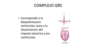 COMPLEJO QRS
• Corresponde a la
despolarizacion
ventricular, osea a la
diseminacion del
impulso electrico a los
ventriculos.
 