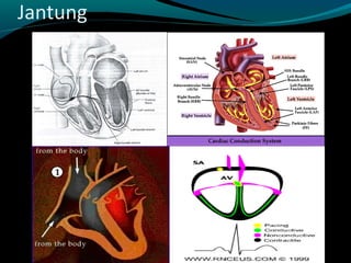 Jantung
 