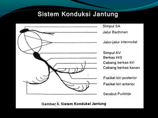 Sistem Konduksi Jantung
 
